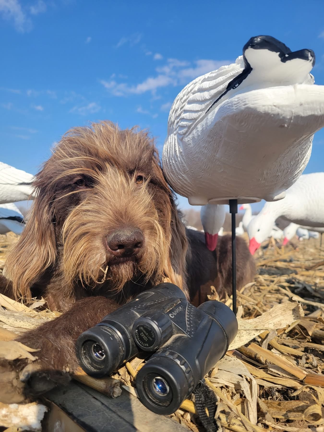 Full Body Snow Goose Decoys "PE Plastic" (hard body) with Square Bases - "Per 6-Pack"