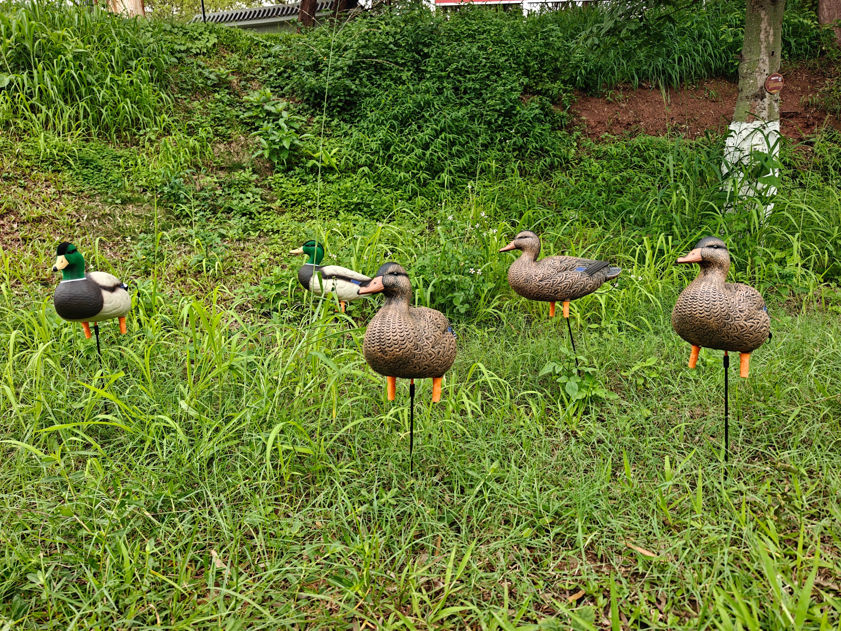 * PRE-ORDER SALE * "MAGNUM" Full Body Field Mallard Duck Decoys “PE Plastic” (hard body) FLOCKED HEADS ON DRAKES