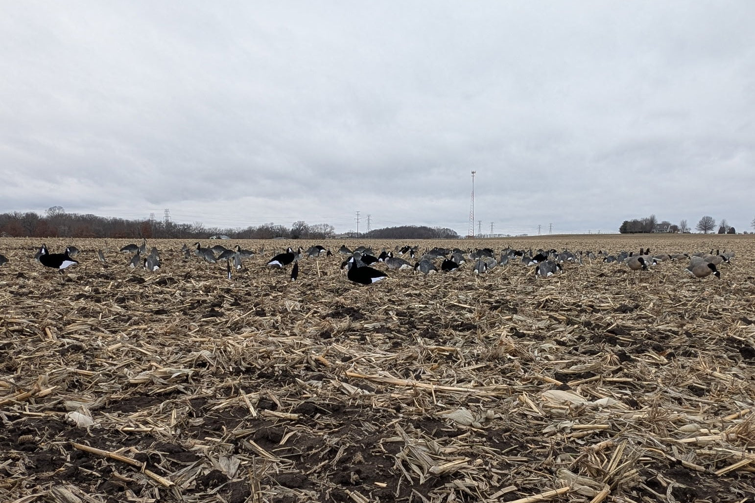 Fully Flocked Black & White Canada Goose Silhouette Decoys - "Per Dozen"