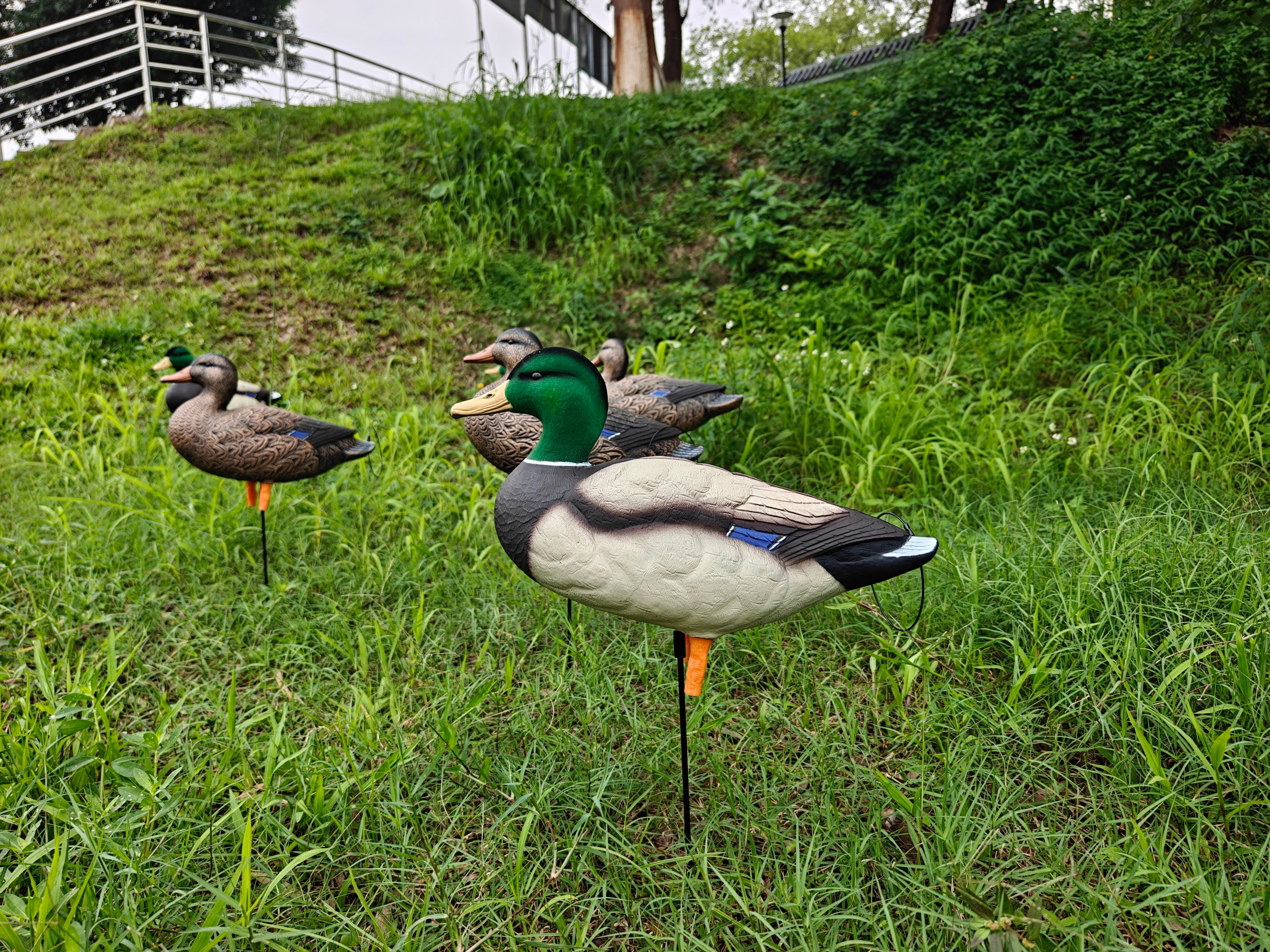 * PRE-ORDER SALE * "MAGNUM" Full Body Field Mallard Duck Decoys “PE Plastic” (hard body) FLOCKED HEADS ON DRAKES