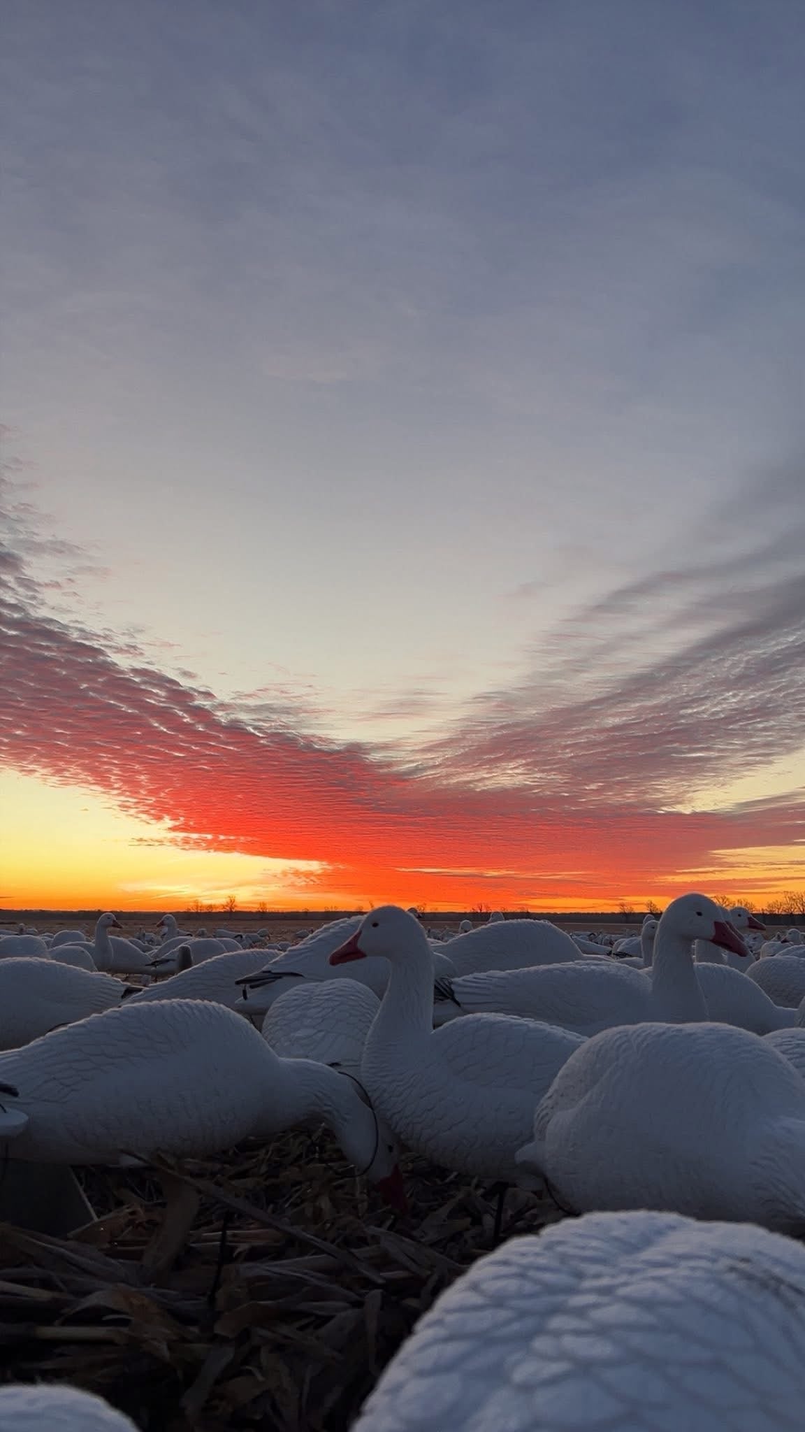 Full Body Snow Goose Decoys "PE Plastic" (hard body) with Square Bases - "Per 6-Pack"