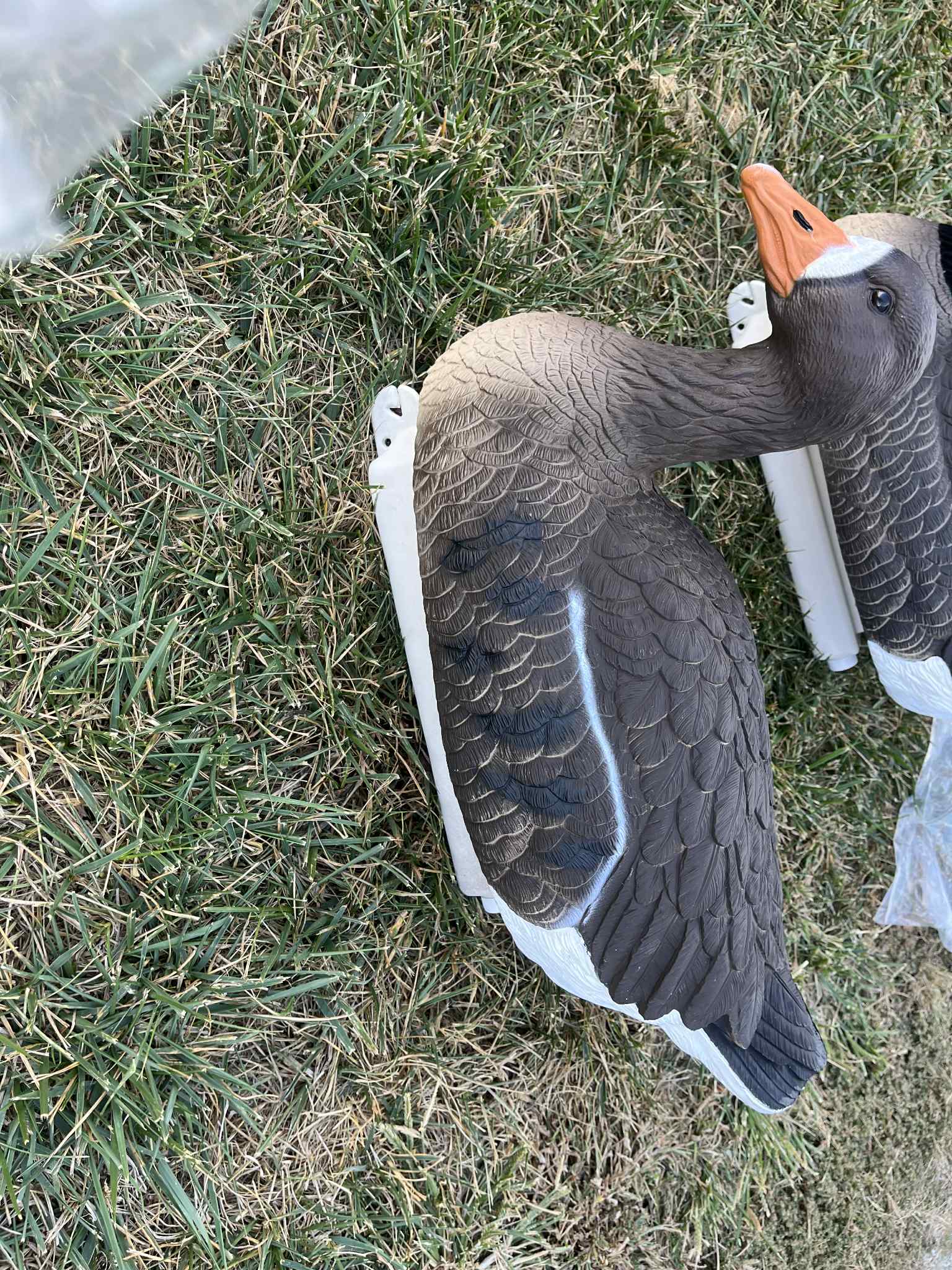 "Pre-Order Sale" PE Specklebelly Goose Floater Decoys "Per 6-Pack"