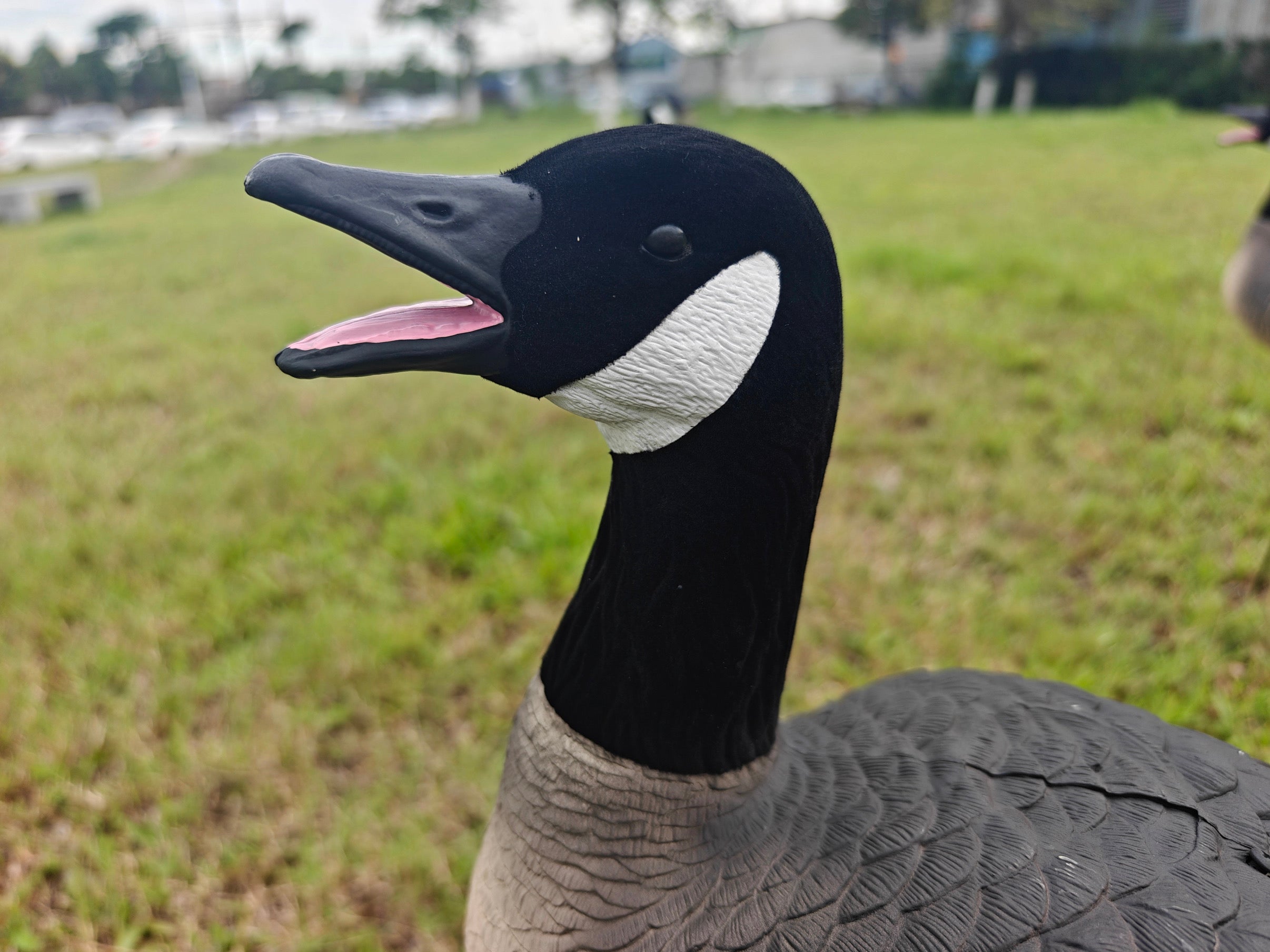 Full Body "Open Mouth" Lesser Canada Goose Decoys "PE Plastic" (hard body) - "Per 4-Pack"