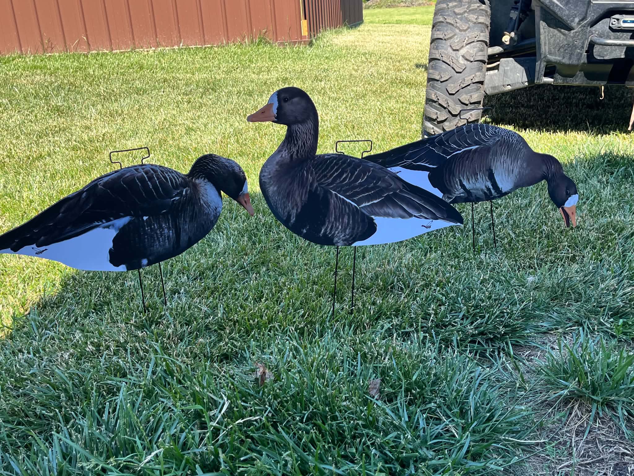 Specklebelly Goose Silhouette Decoys - "Per Dozen"