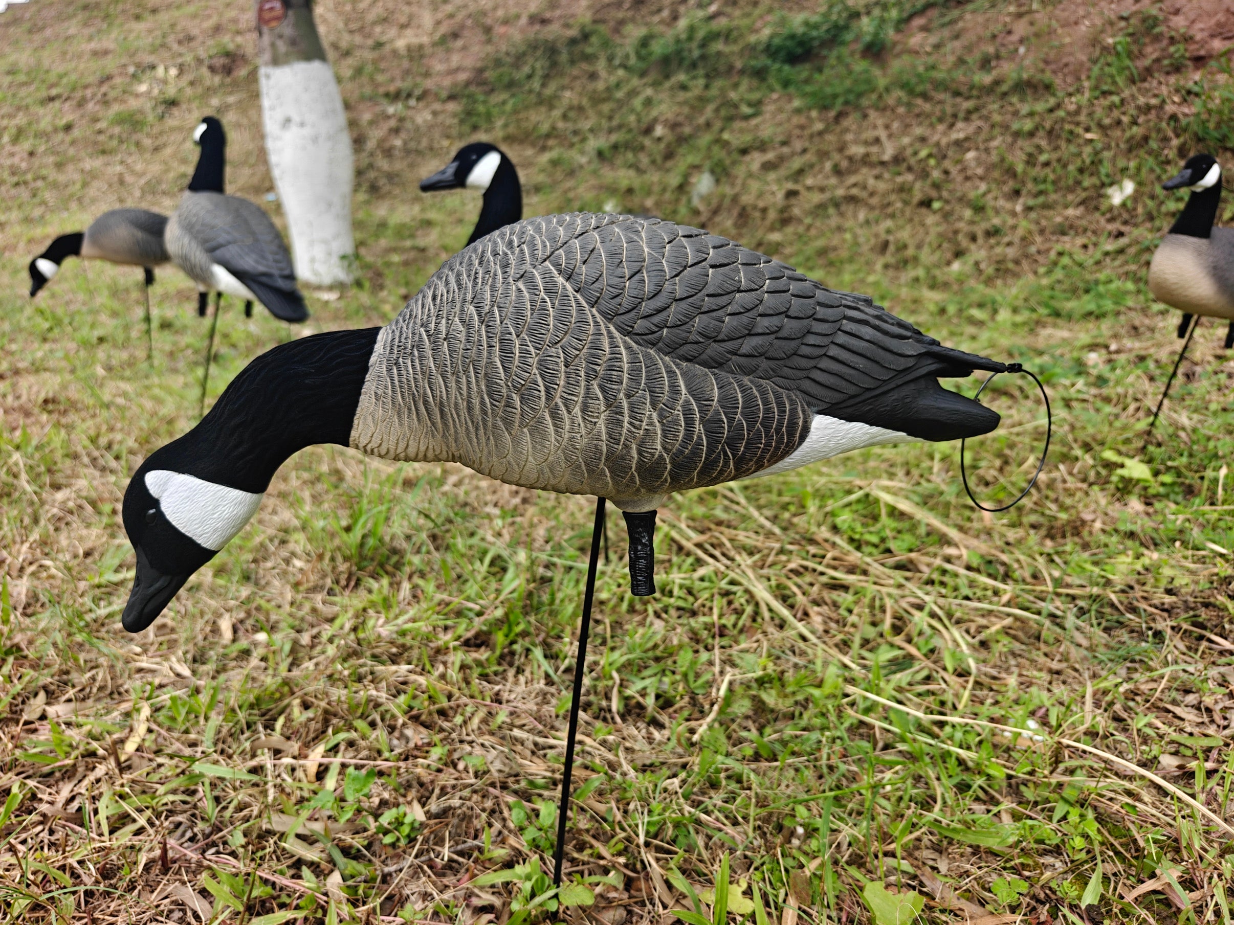 Full Body "Lesser" Canada Goose Decoys "PE Plastic" (hard body) - "Per 6-Pack"