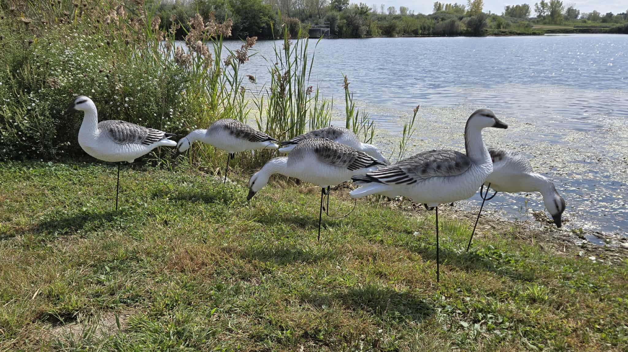 "EVA" Juvie Snow Goose Full Body Decoys “Per Dozen”
