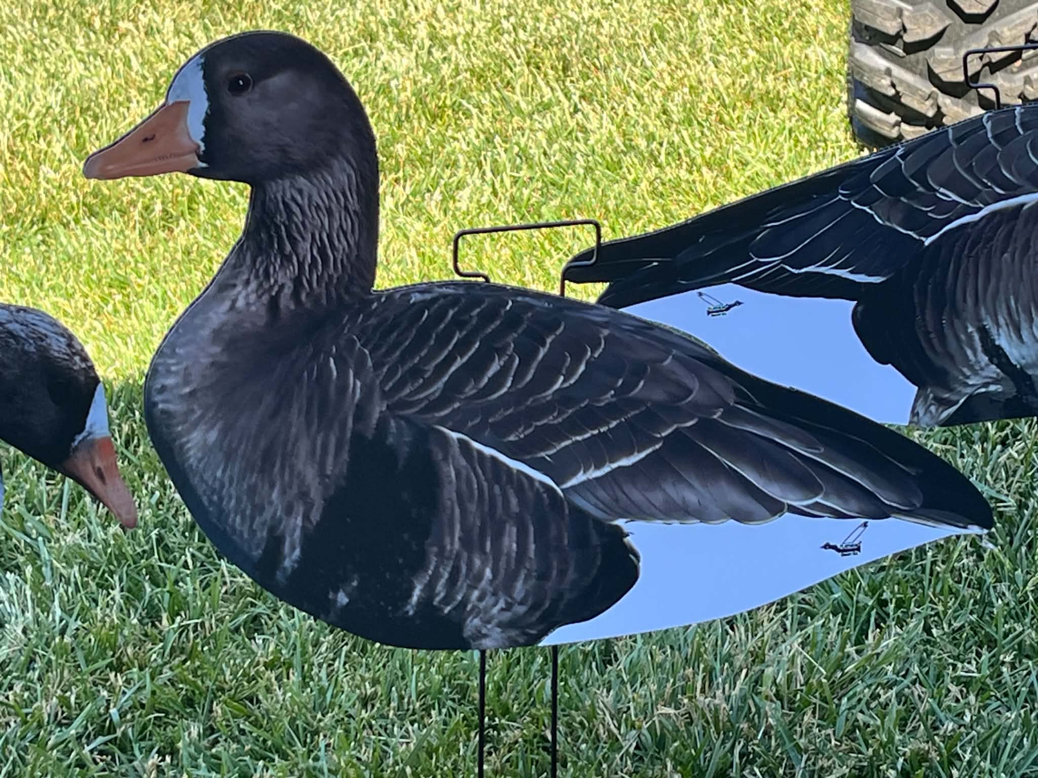 Specklebelly Goose Silhouette Decoys - "Per Dozen"
