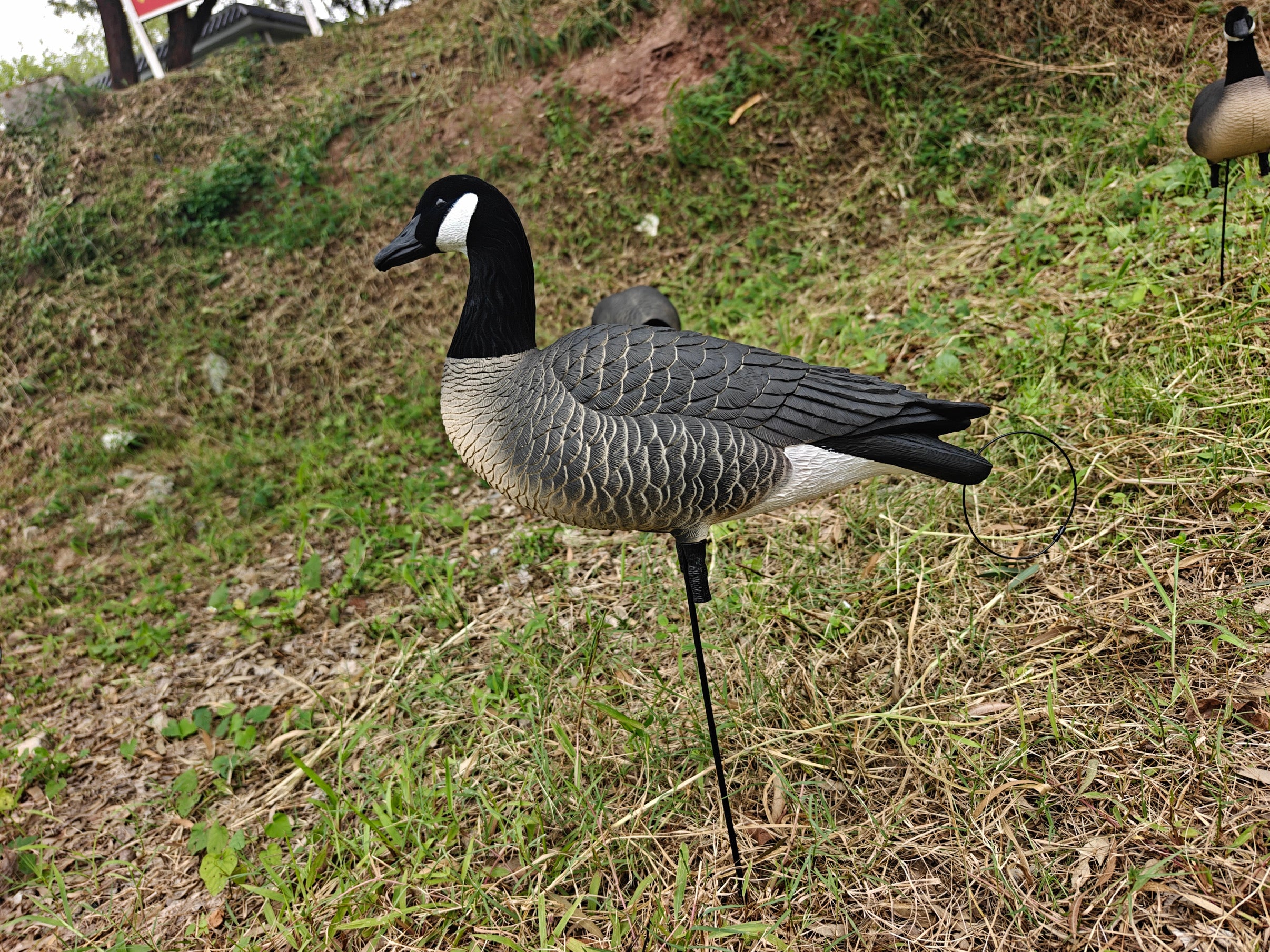Full Body "Lesser" Canada Goose Decoys "PE Plastic" (hard body) - "Per 6-Pack"