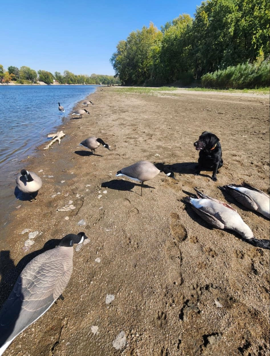 Full Body "Magnum" Canada Goose Decoys "PE Plastic" with Flocked Heads. - "Per 6-Pack"