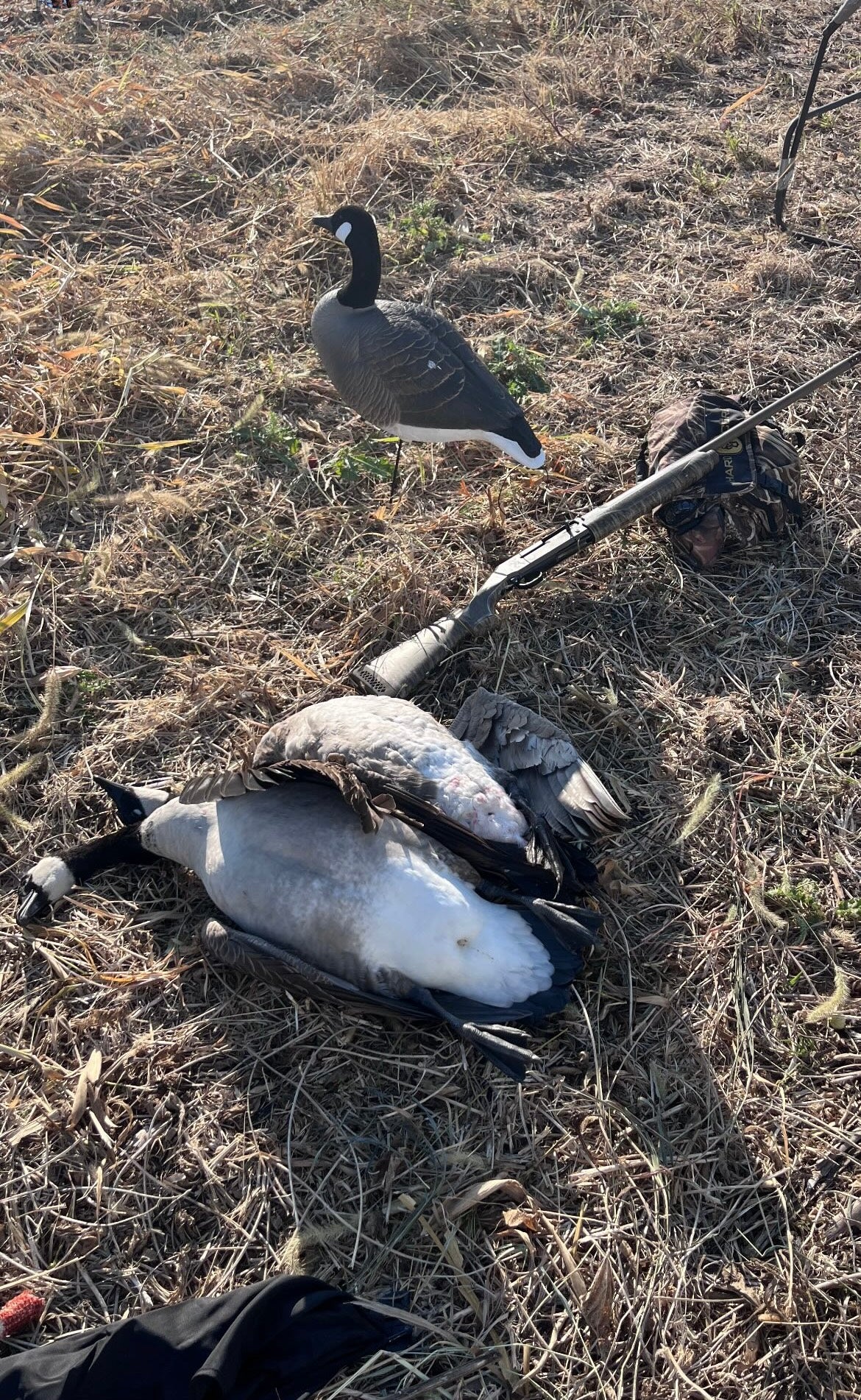 Full Body "Magnum" Canada Goose Decoys "PE Plastic" with Flocked Heads. - "Per 6-Pack"