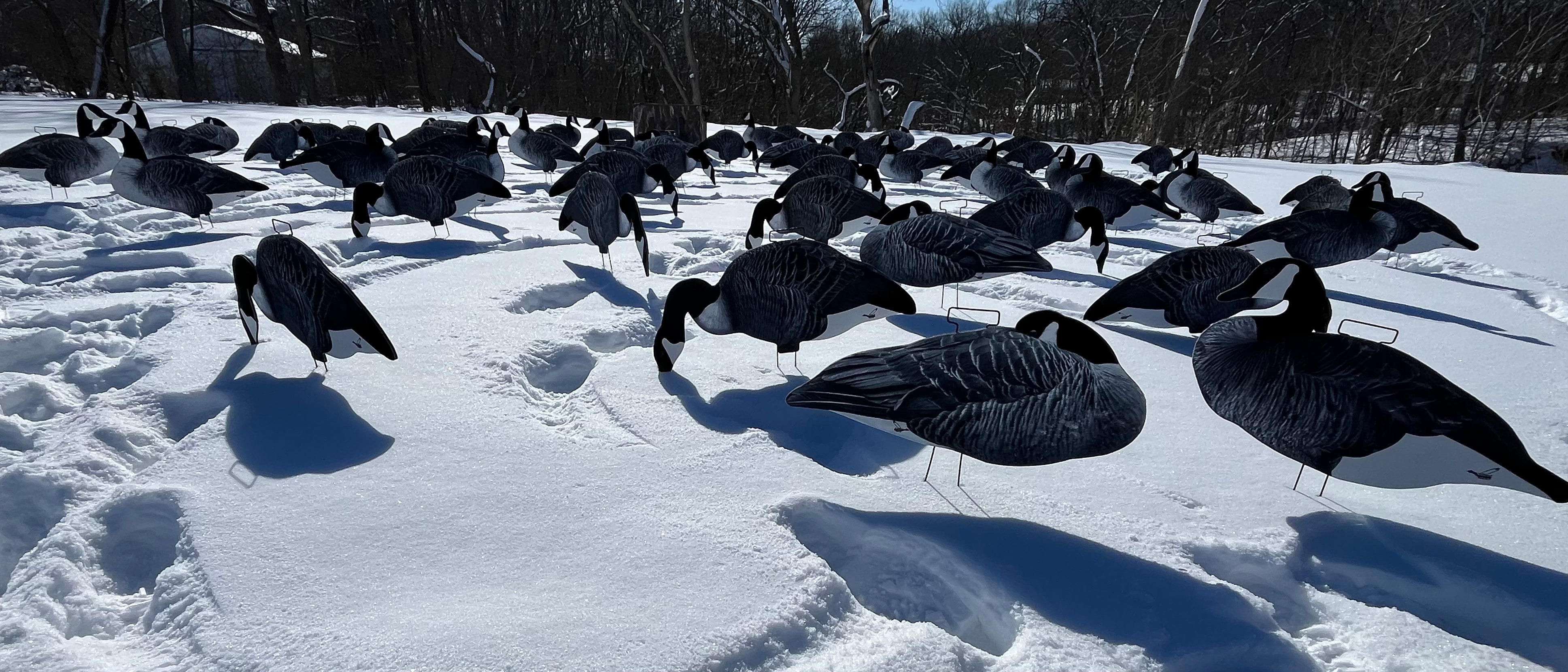 Fully Flocked Canada Goose Silhouette Decoys - "Per Dozen"