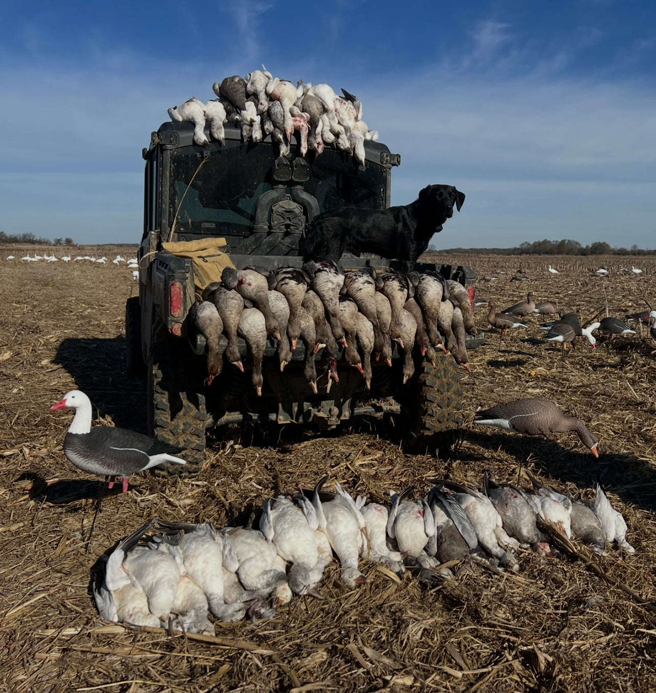 Full Body Blue Goose Decoys "PE Plastic" (hard body) - "Per 6-Pack"