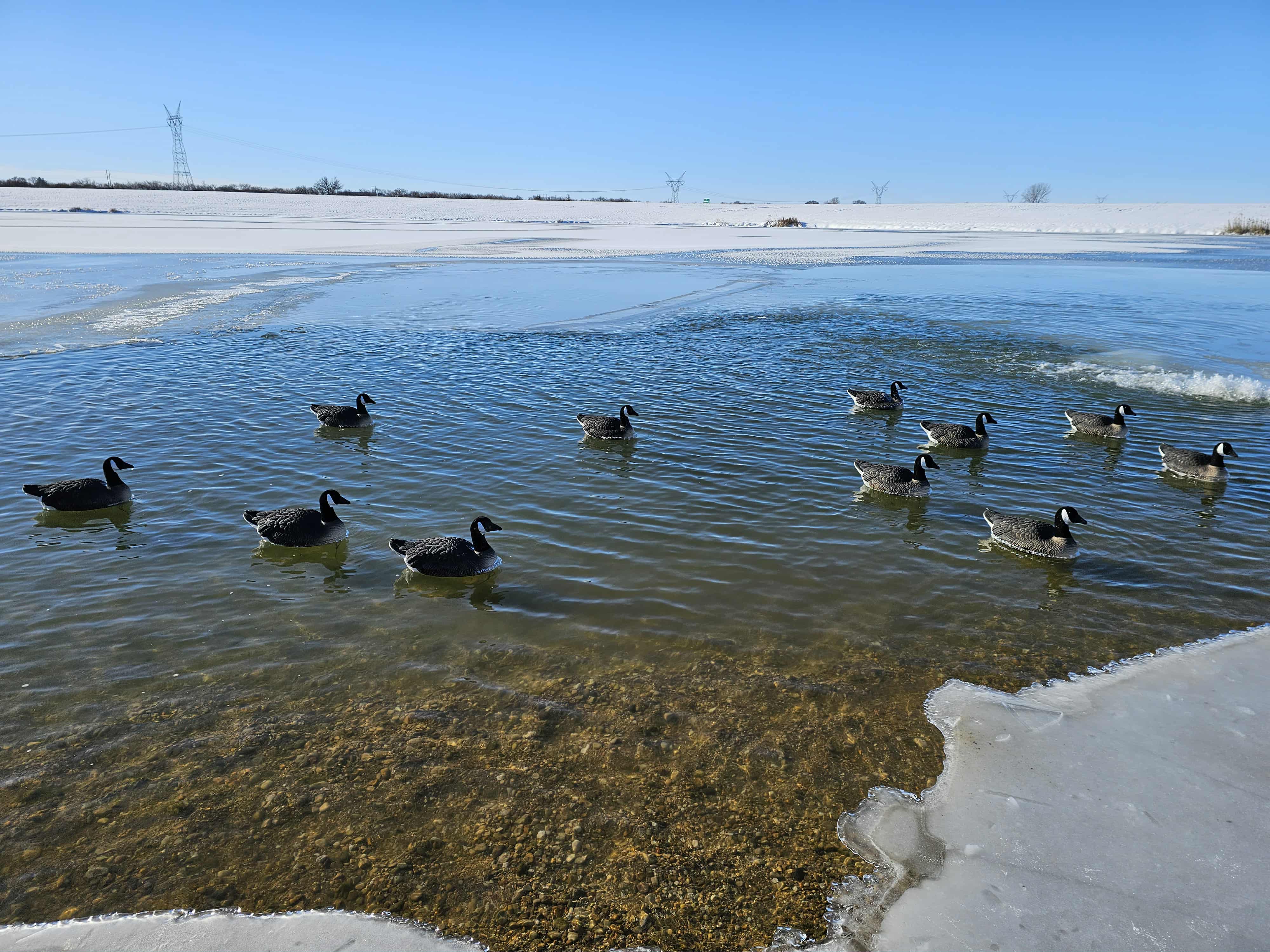 Canada Goose Floater Decoys with Flocked Heads  "PE Plastic" (hard body) "Per 6-Pack"