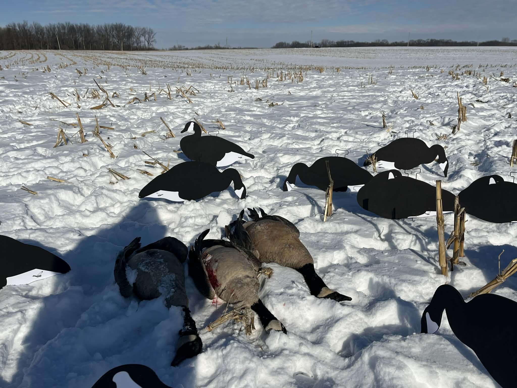 Black & White Canada Goose Silhouette Decoys