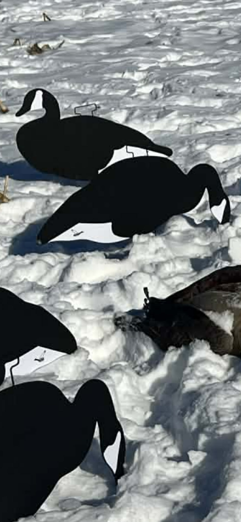 Black & White Canada Goose Silhouette Decoys