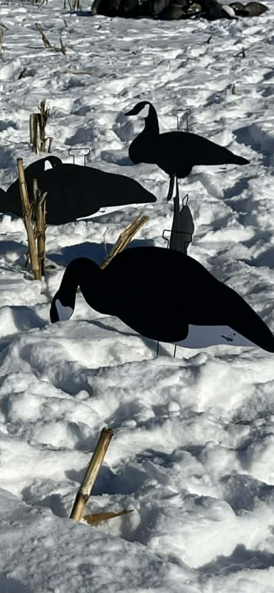 Black & White Canada Goose Silhouette Decoys
