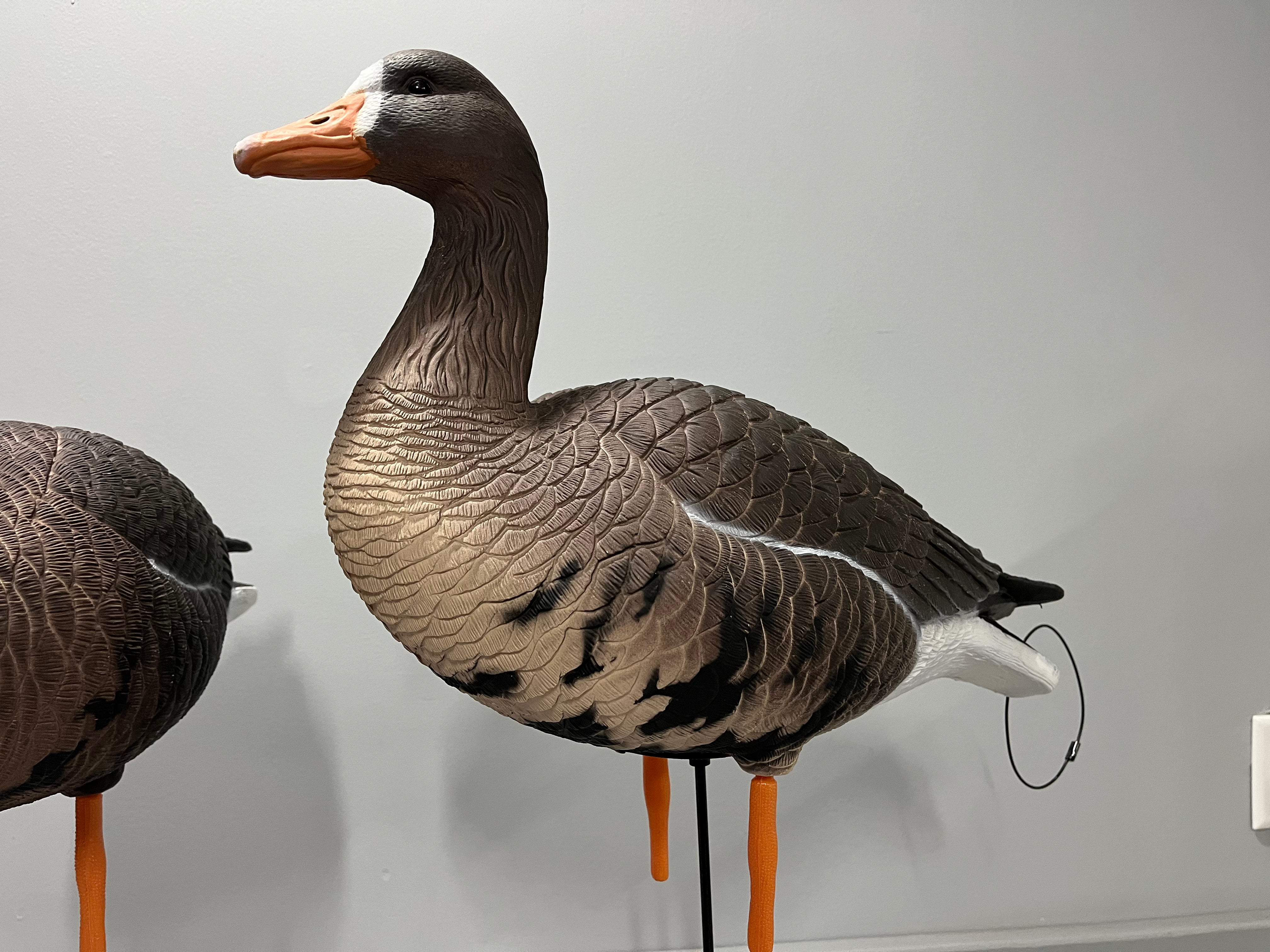 “PRE-ORDER SALE” Full Body Specklebelly Goose Decoys "PE PLASTIC" with Ring Bases - "Per 6-Pack"