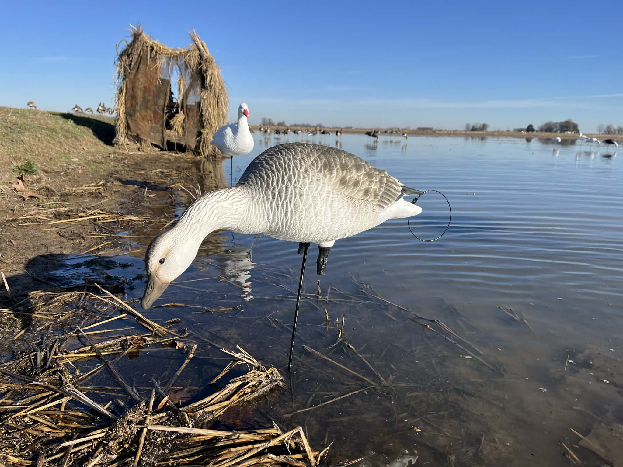 Full Body Juvie Snow Goose Decoys "PE Plastic" (hard body) - "Per 6-Pack"