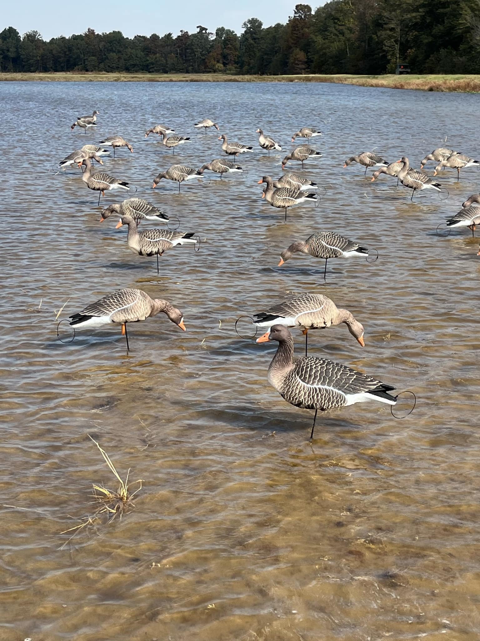 Full Body Specklebelly Goose Decoys "EVA Plastic" (flexible body) - "Per Dozen"