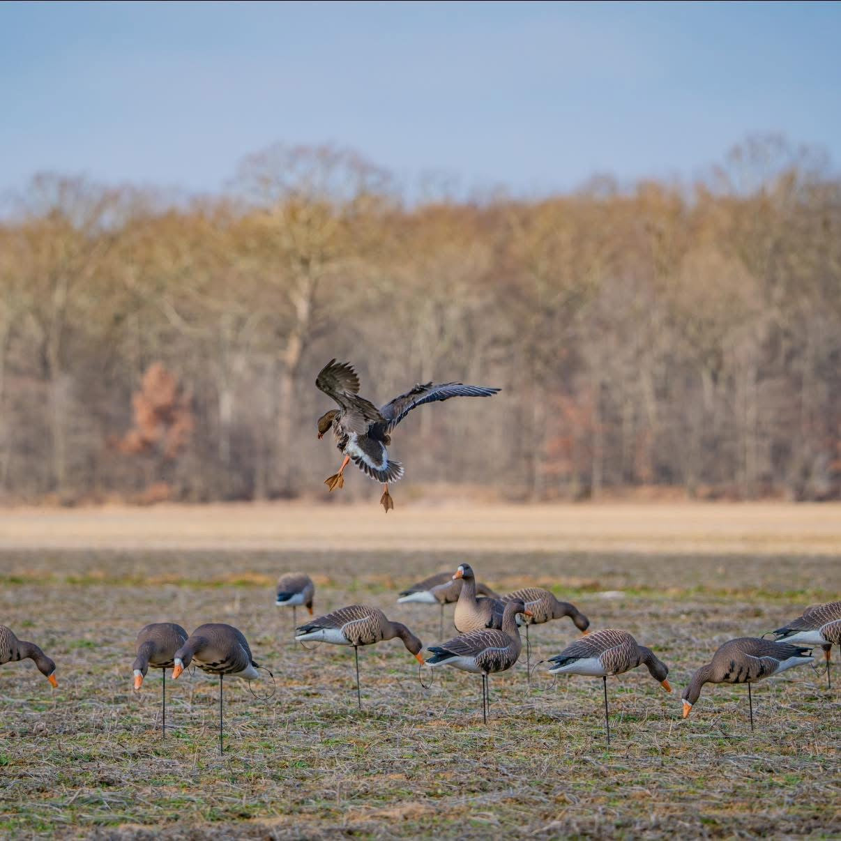 Full Body Specklebelly Goose Decoys "PE Plastic" (hard body) “Per 6-Pack"