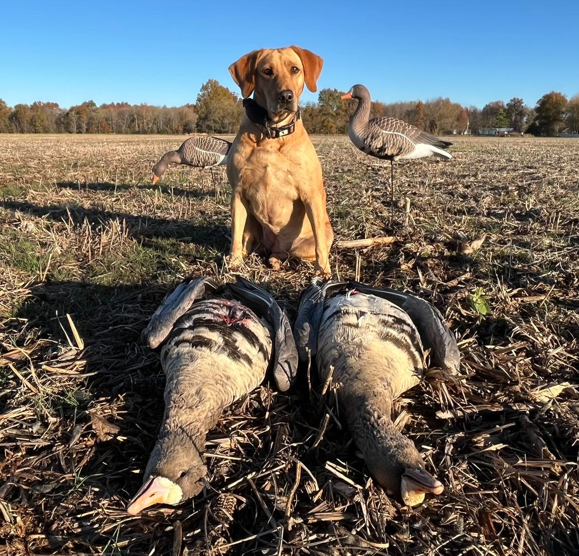 Full Body Specklebelly Goose Decoys "PE Plastic" (hard body) “Per 6-Pack"