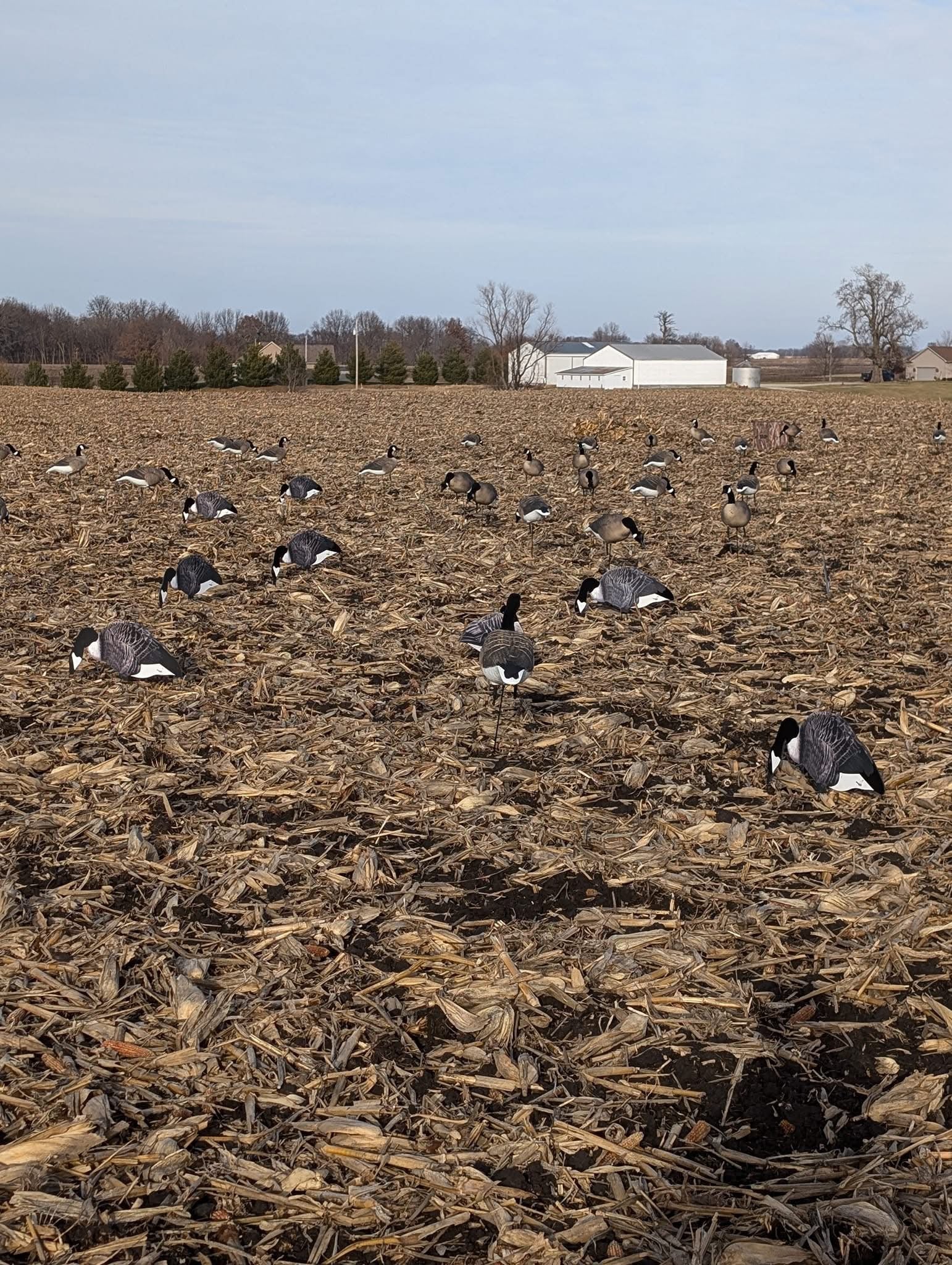 Canada Goose Silhouette Decoys w/Flocked Head and Tail "OUTFITTERS (60) PACK"    FREE BAG!