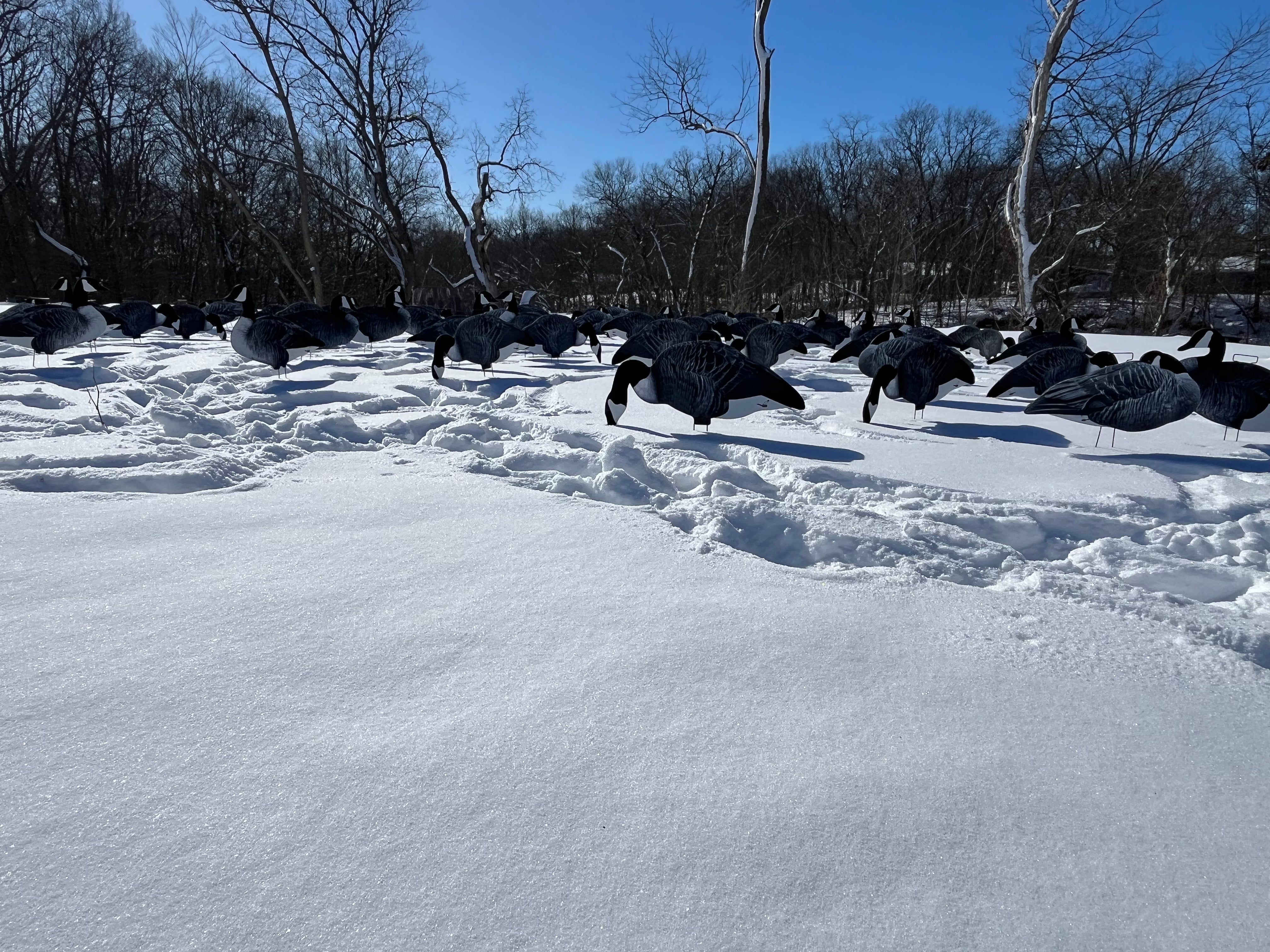 Fully Flocked Canada Goose Silhouette Decoys - "Per Dozen"