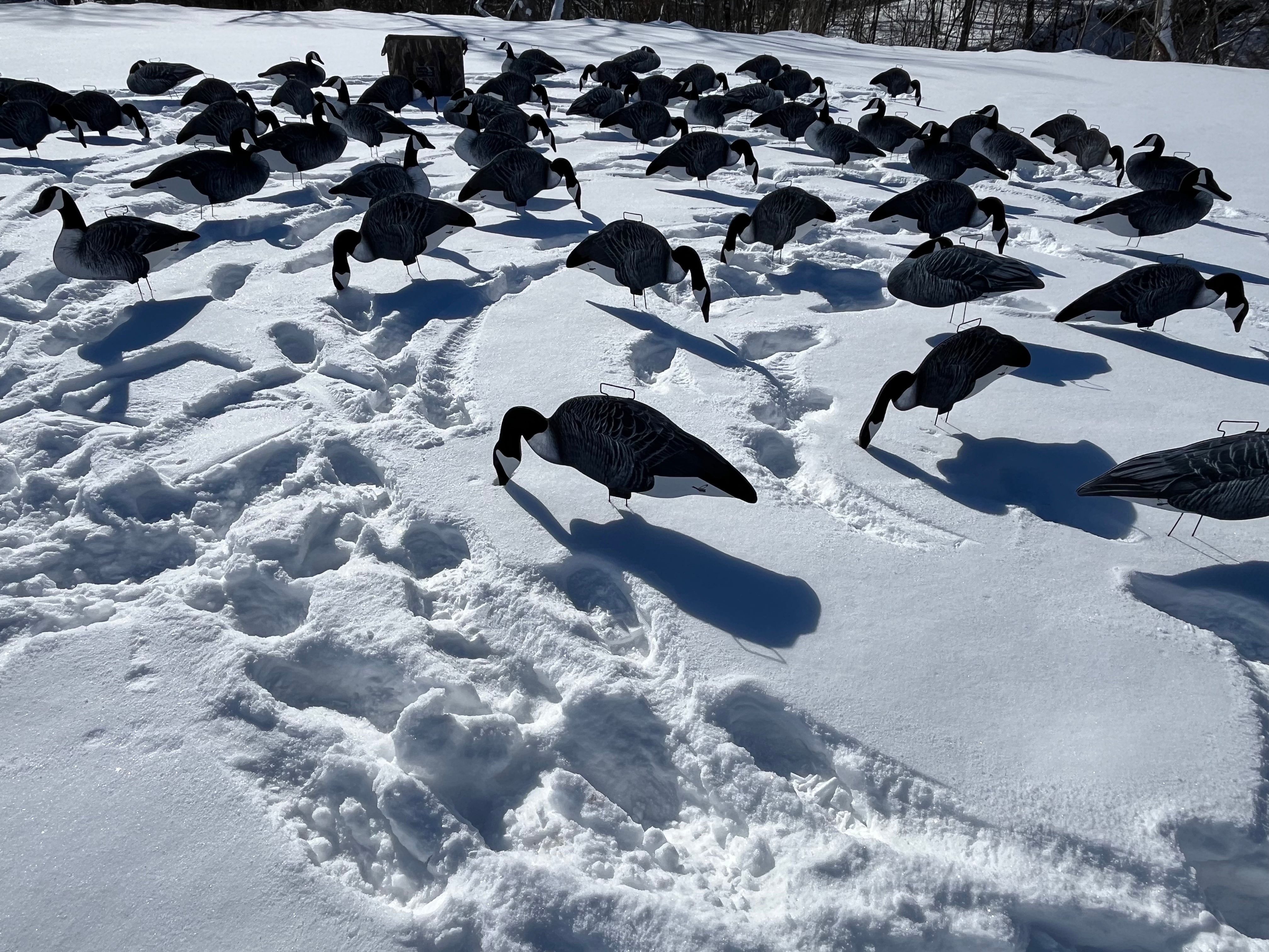 Fully Flocked Canada Goose Silhouette Decoys - "Per Dozen"