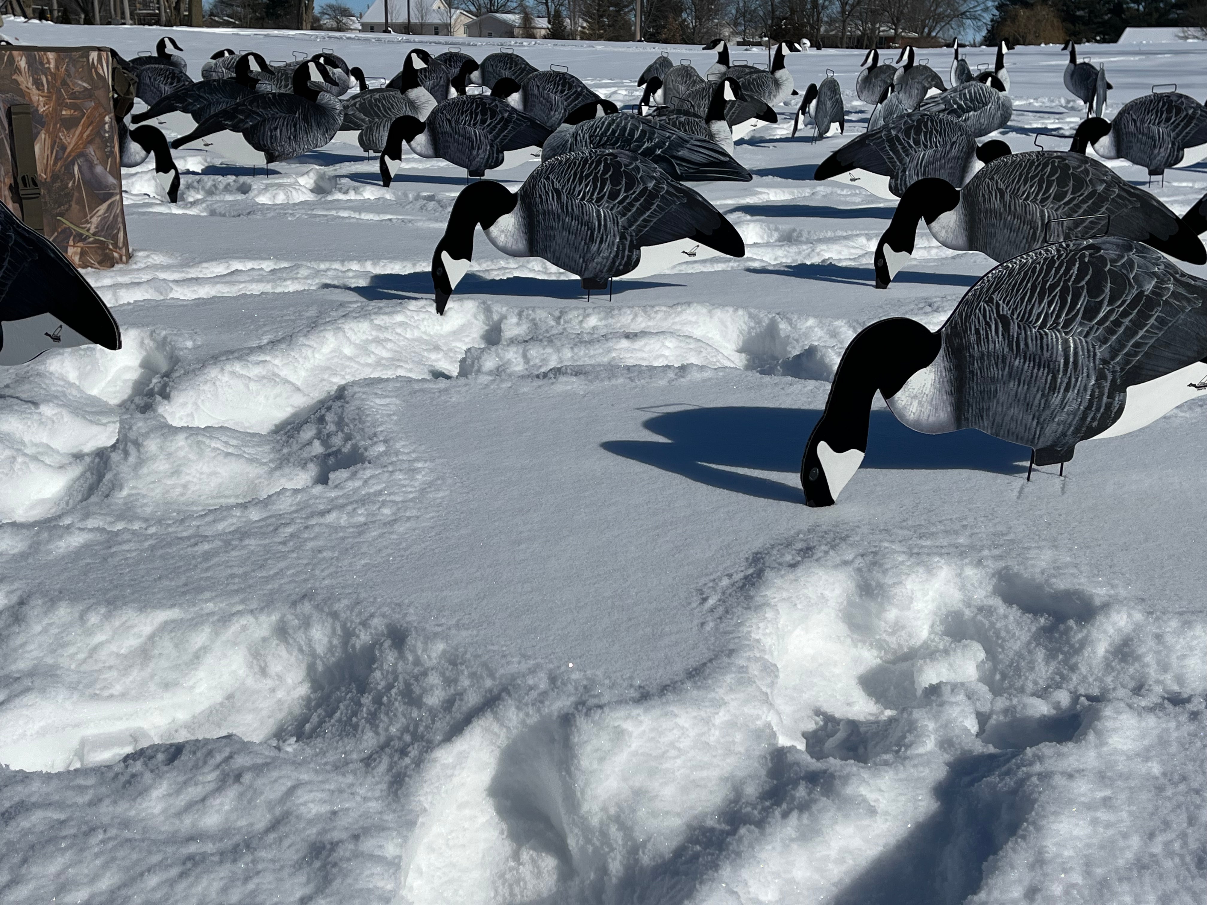 Fully Flocked Canada Goose Silhouette Decoys - "Per Dozen"