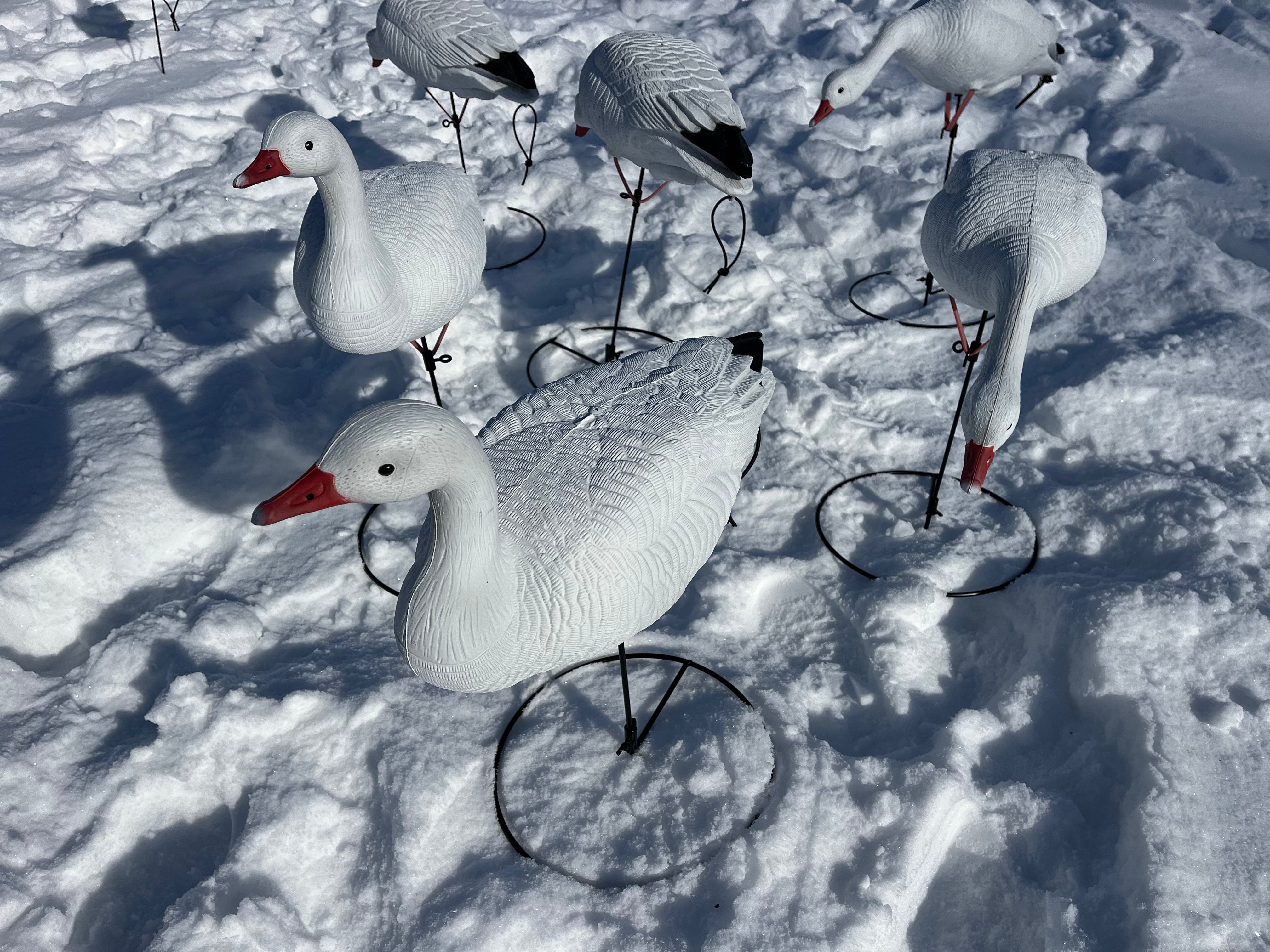 Full Body Snow Goose Decoys "PE PLASTIC" with Ring Bases "Per 6Pack