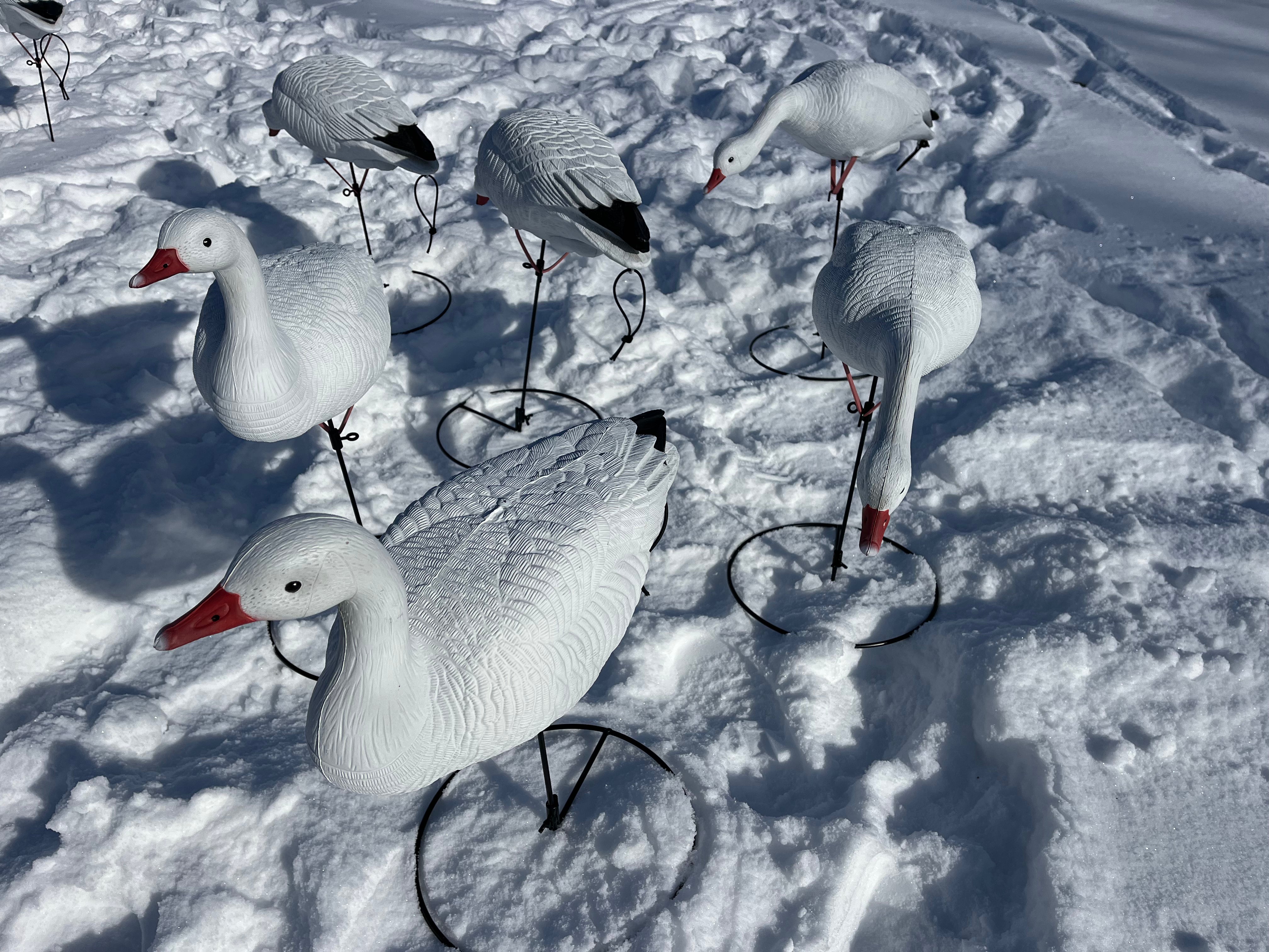 Full Body Snow Goose Decoys "PE PLASTIC" with Ring Bases - "Per 6-Pack