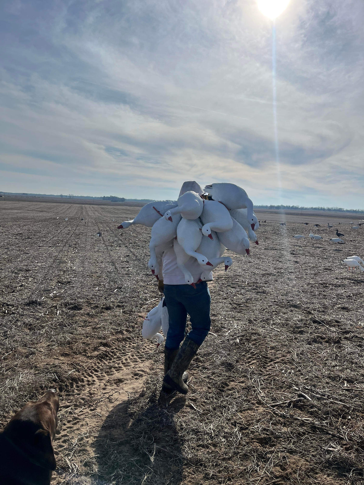 Full Body Snow Goose Decoys "PE Plastic" (hard body) - “Per 6-Pack”