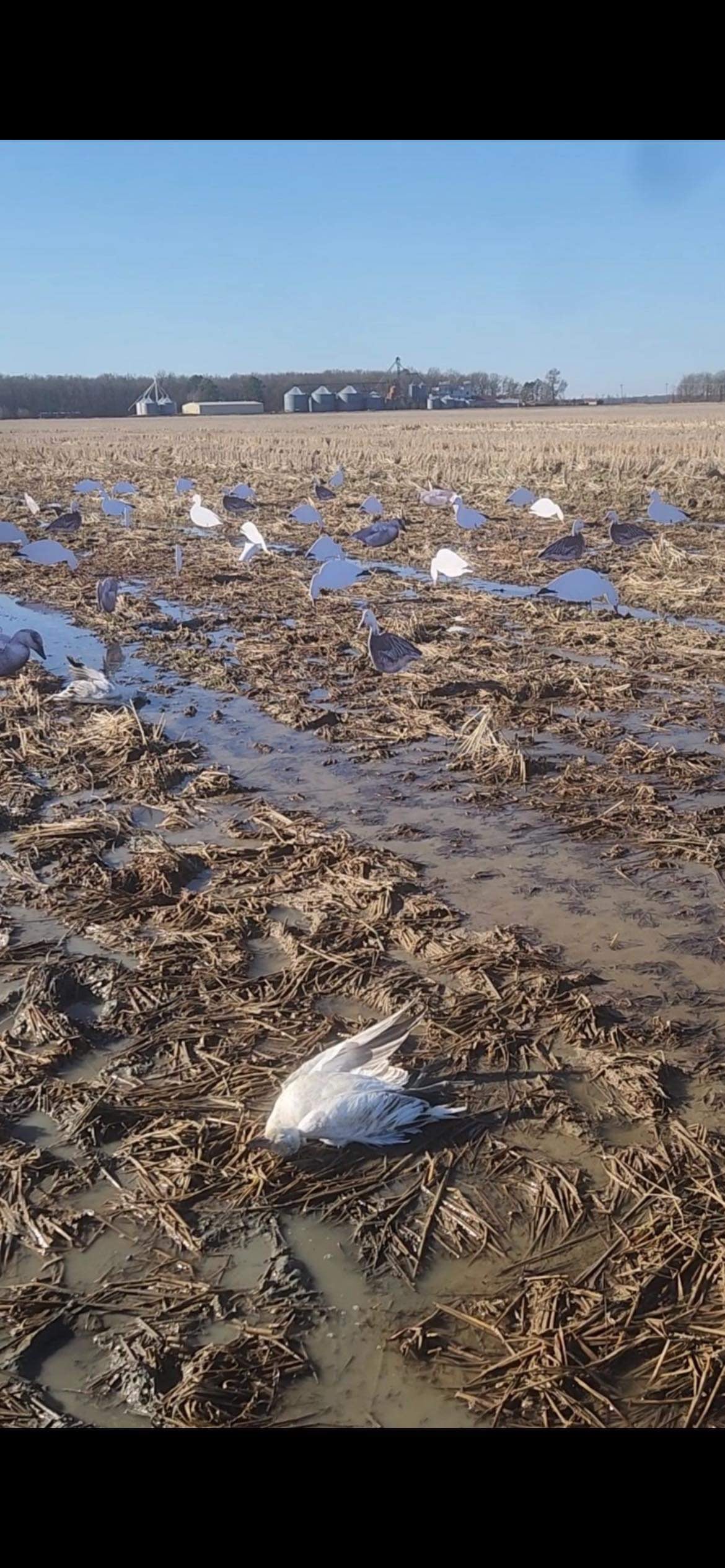 Snow Goose Variety Pack Silhouette Decoys - "Per Dozen"