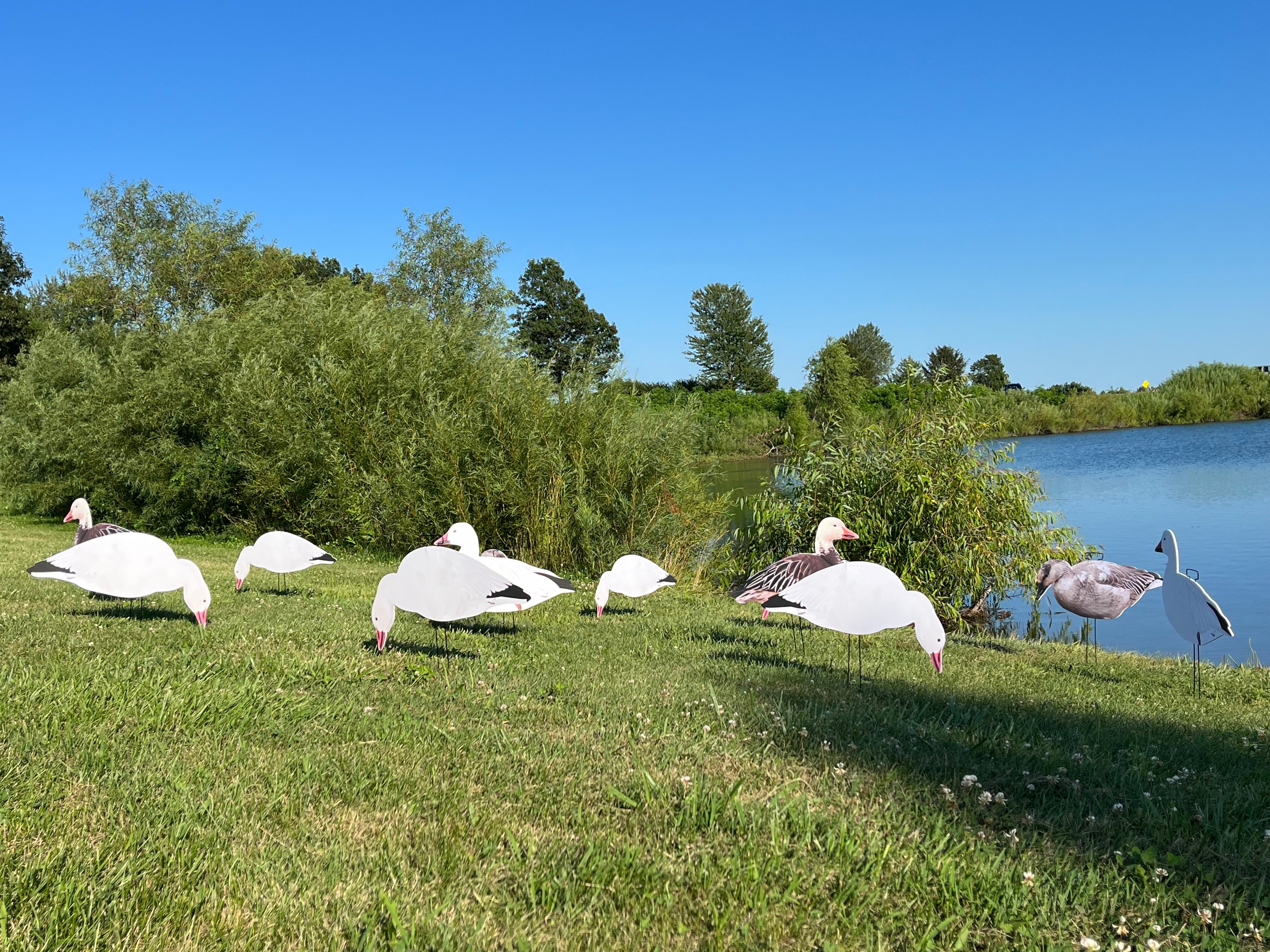 Snow Goose Variety Pack Silhouette Decoys - "Per Dozen"