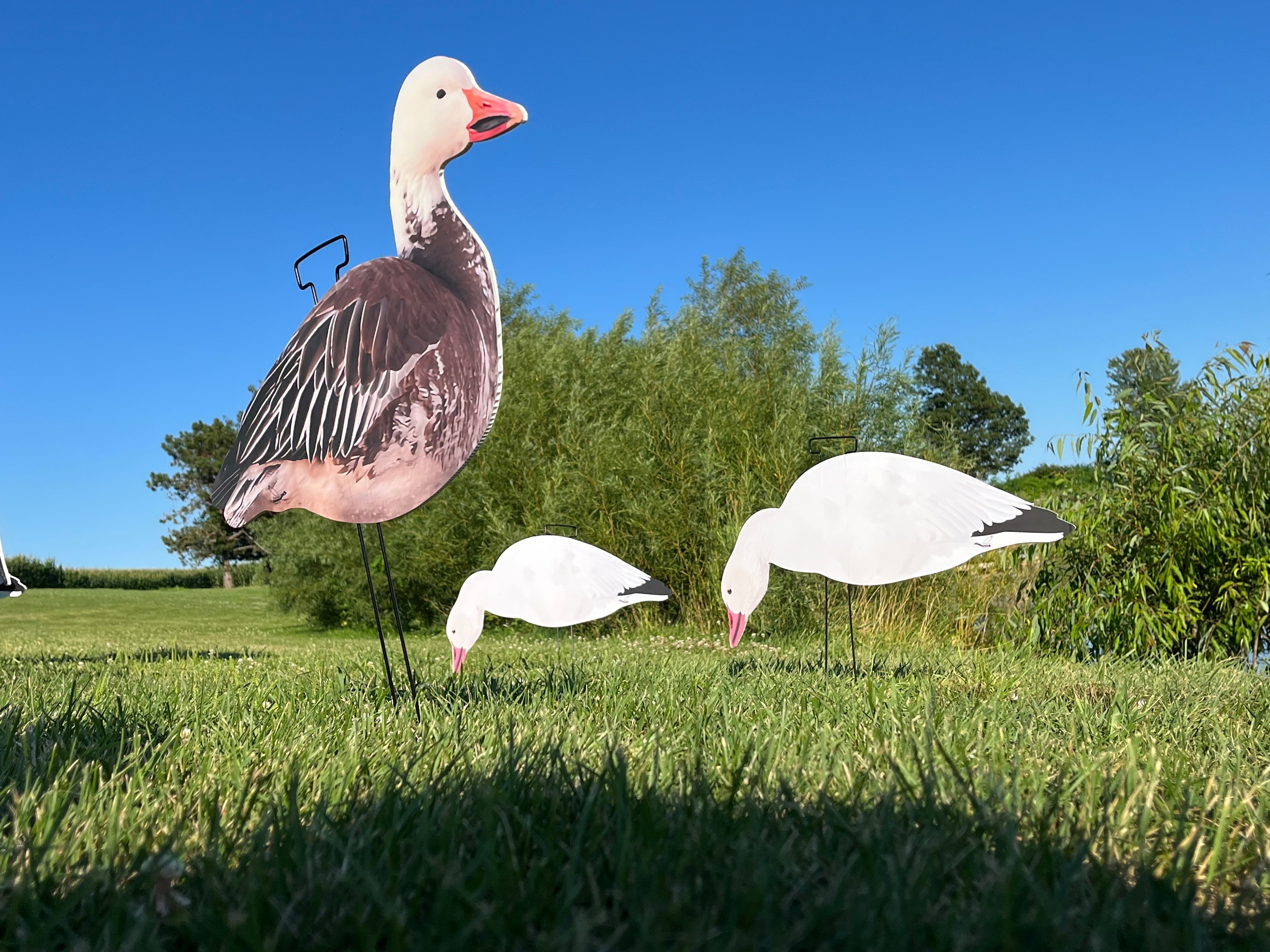 "BULK" Snow Goose Silhouette Decoys - (9) Dozen