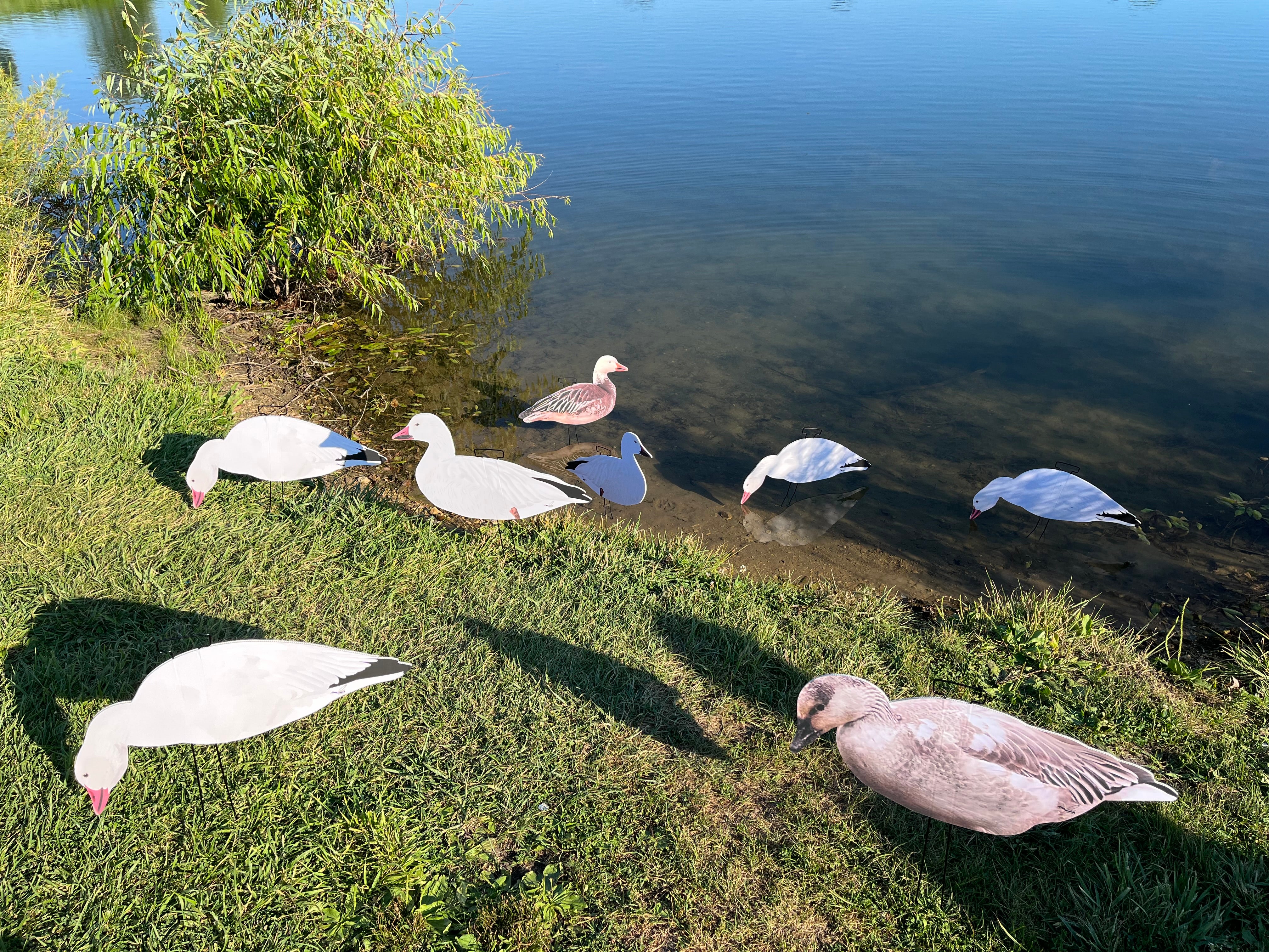 "BULK" Snow Goose Silhouette Decoys - (9) Dozen