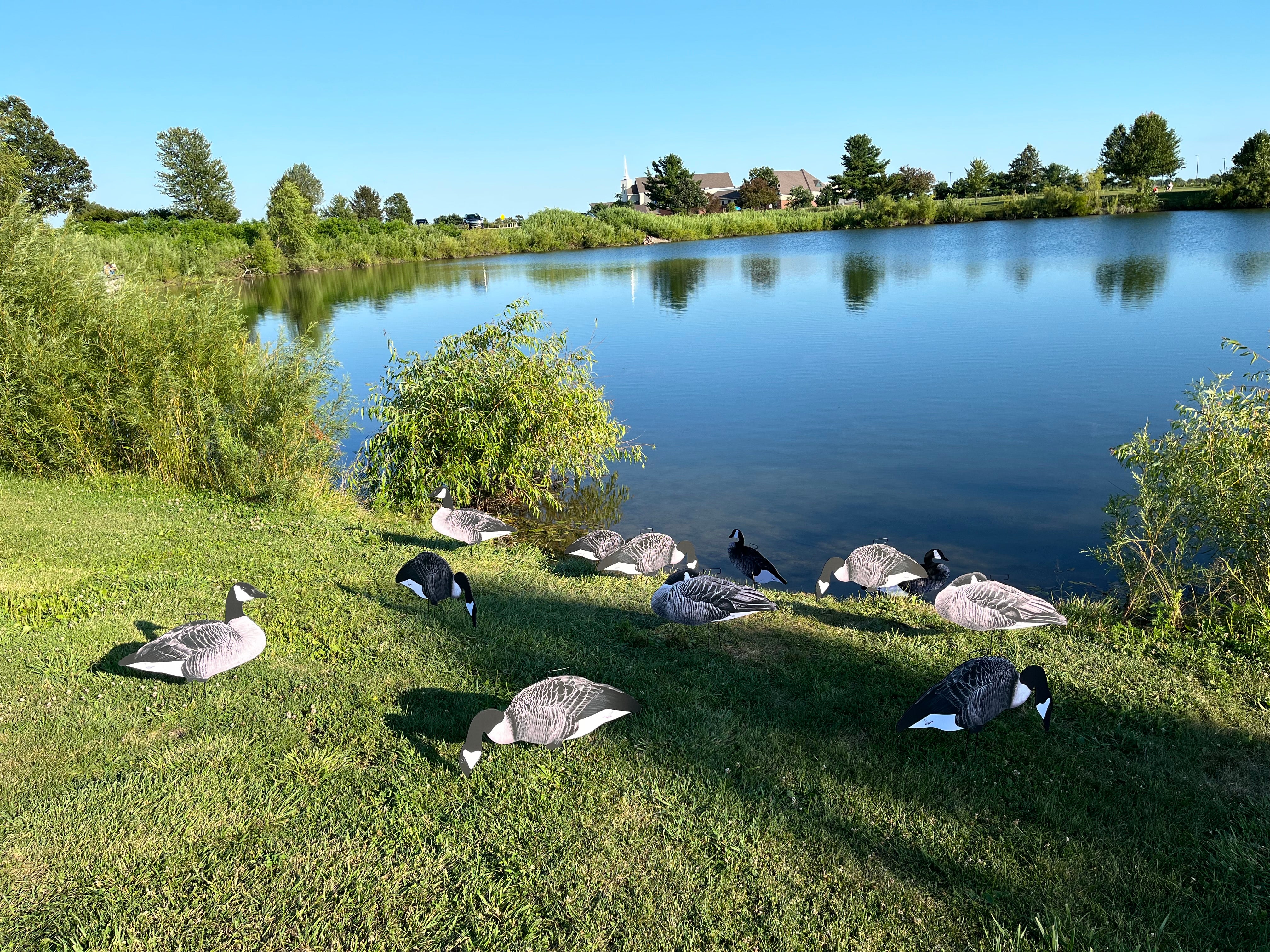 Canada Goose Silhouette Decoys - "Per Dozen"