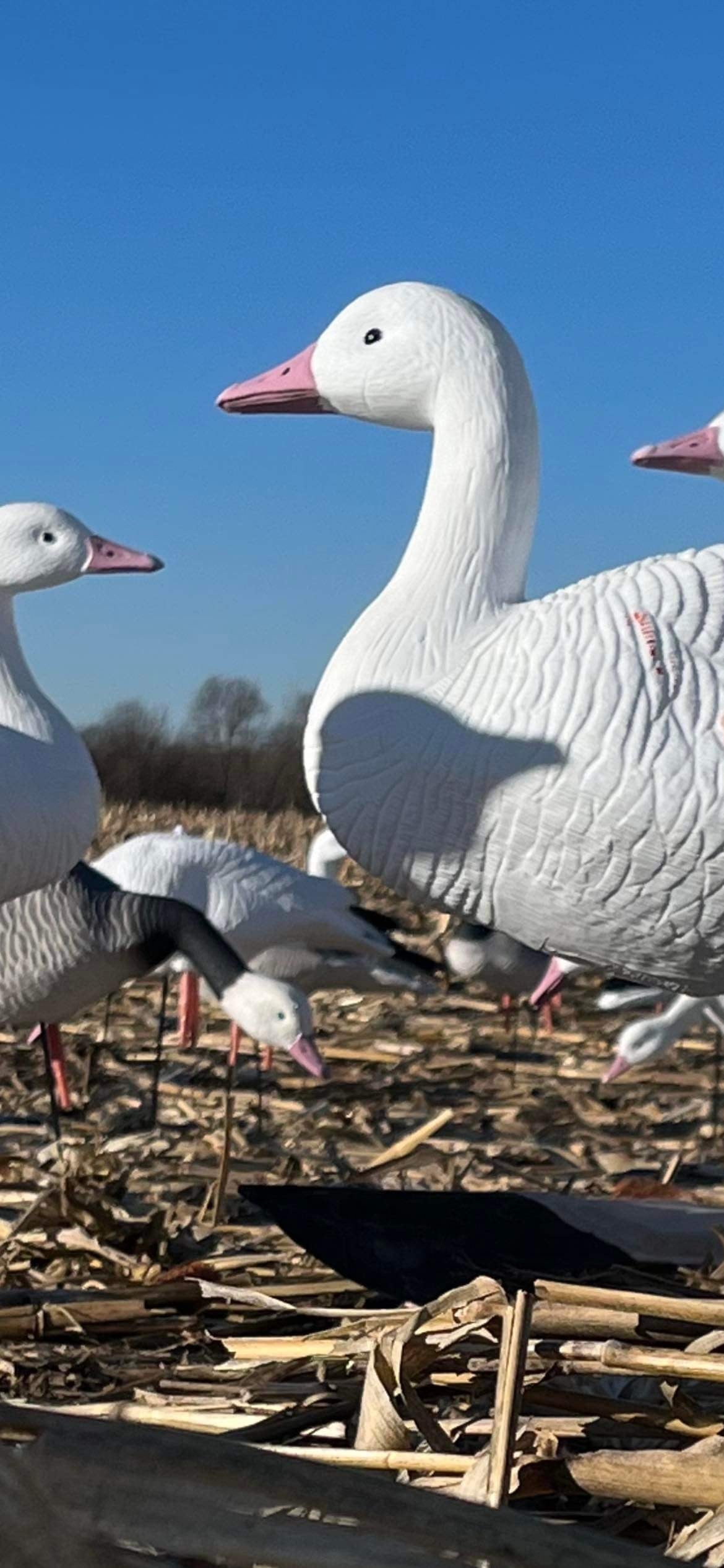 (Bargain Blind)  (EVA) Plastic Snow goose Decoys - 9 Decoys Total