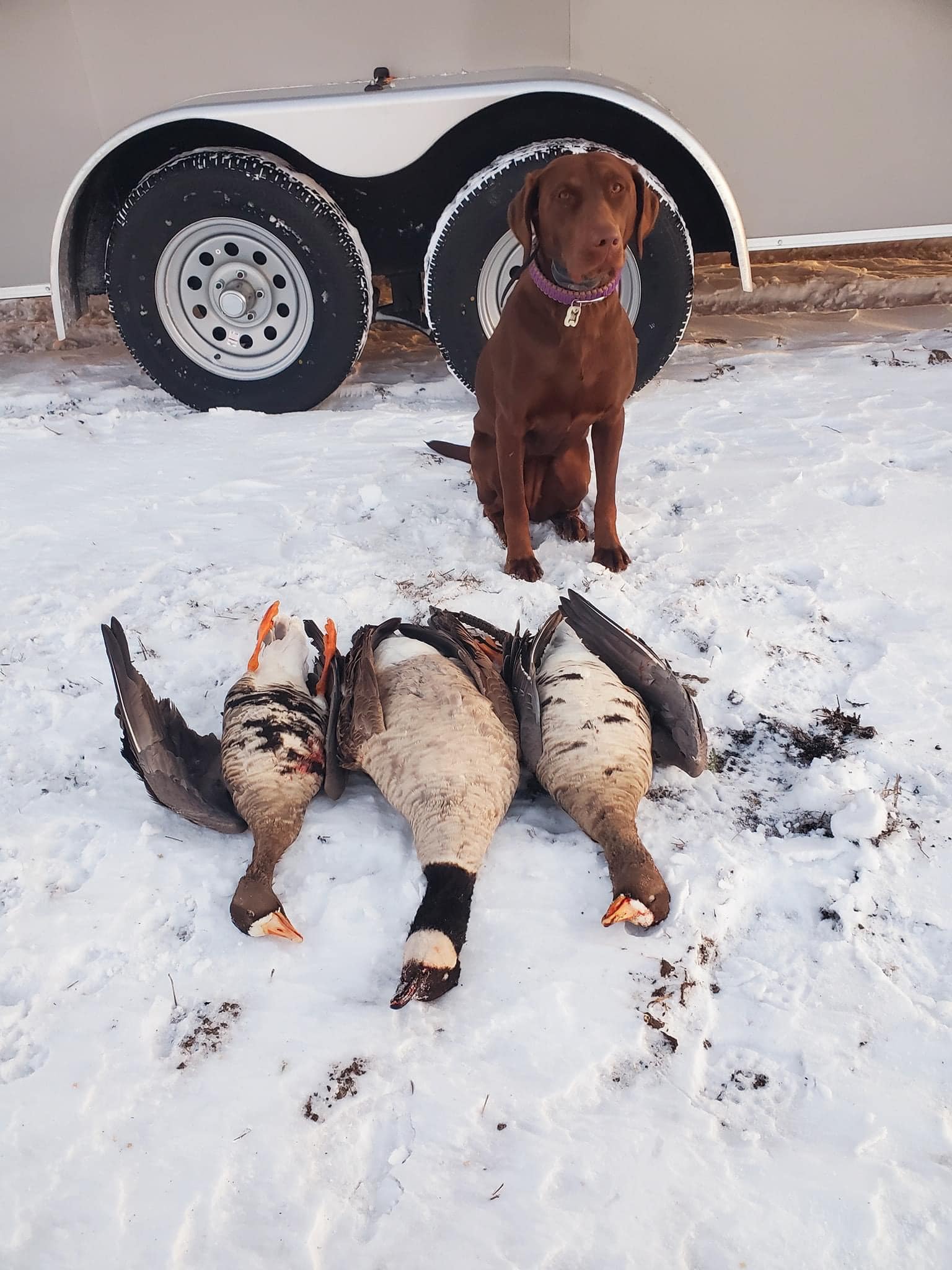 “PRE-ORDER SALE” Full Body Specklebelly Goose Decoys "PE Plastic" (hard body) “Per 6-Pack"