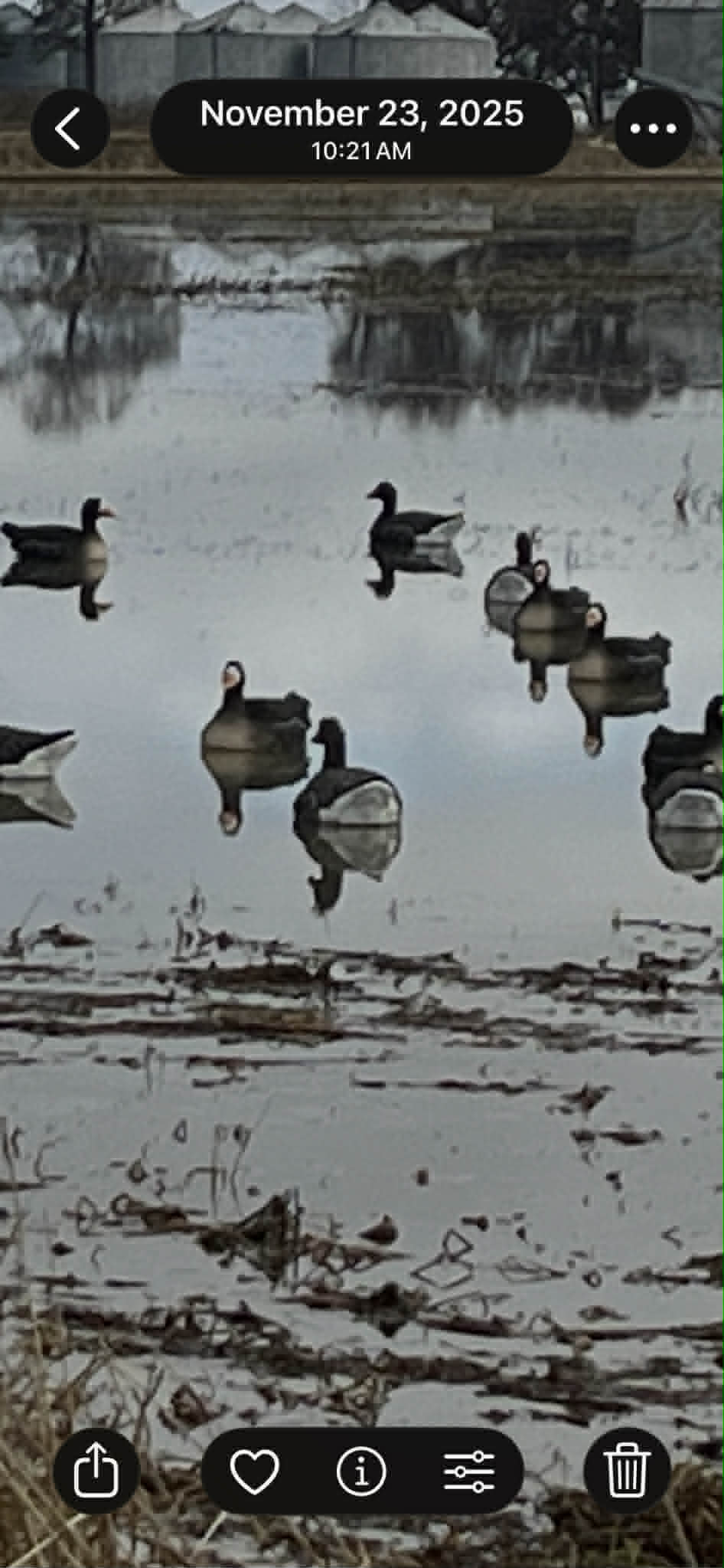 PE Specklebelly Goose Floater Decoys "Per 6-Pack"