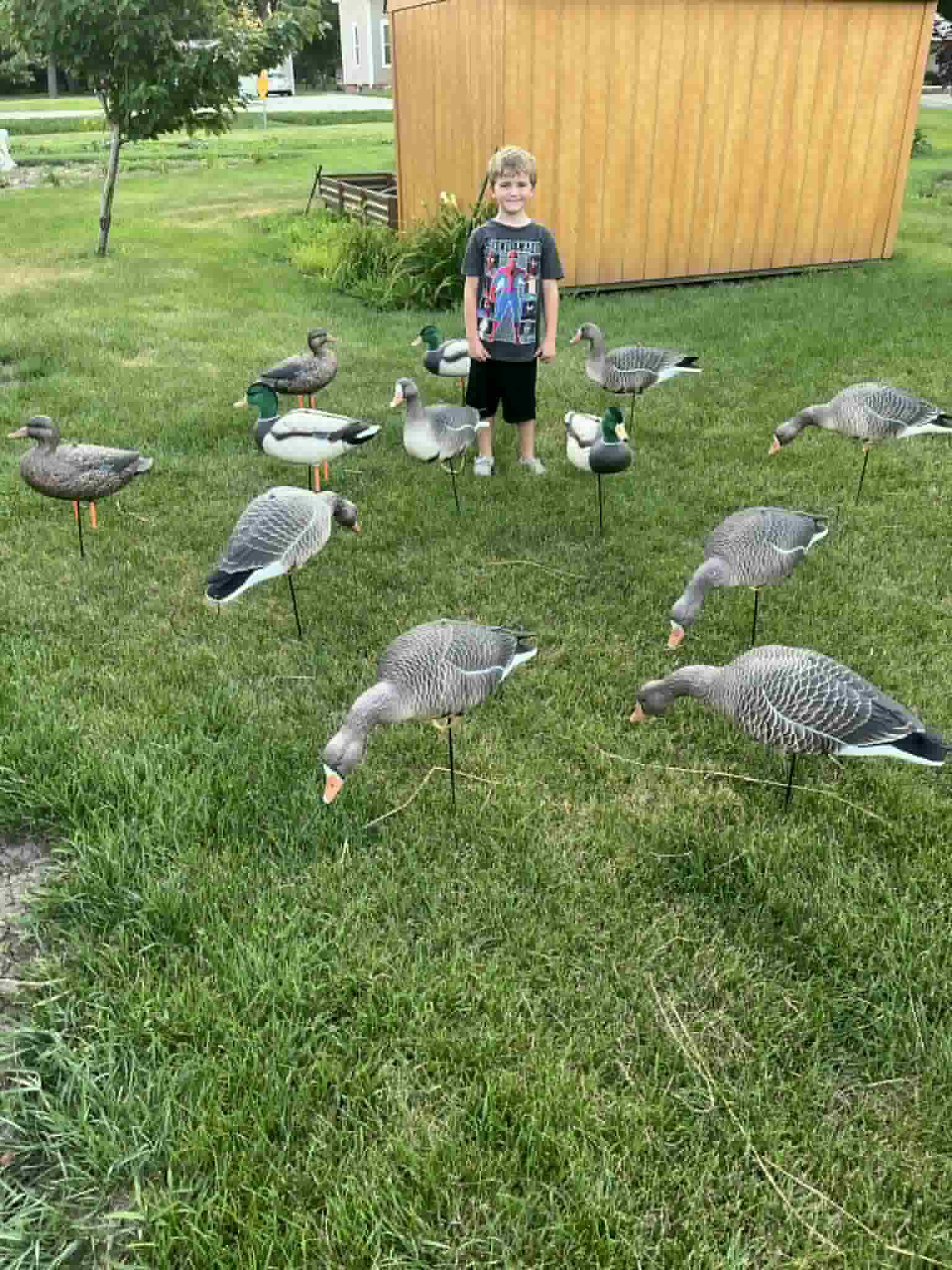 "Bargin Blind" Speckle belly and Mallard decoys