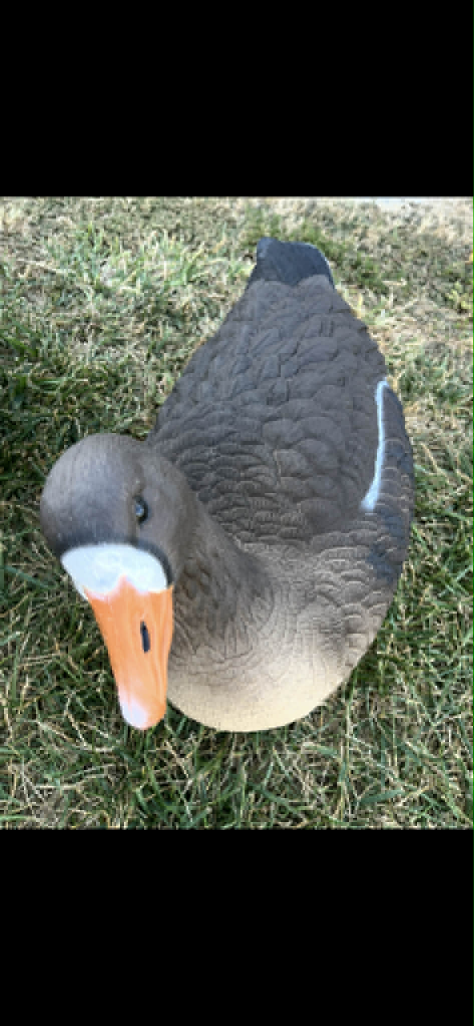 (Bargin Blind)   Specklebelly Goose Floater Decoys "PE Plastic" (hard body) "Per 6-Pack"