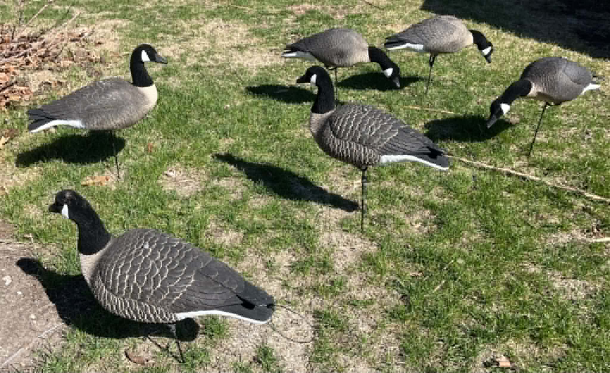(Bargain Blind)   Full Body Canada Goose “Lesser” Decoys "EVA Plastic" (flexible body) - ”Per Dozen"