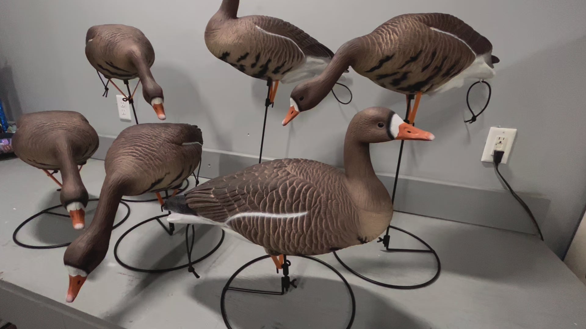 Full Body Specklebelly Goose Decoys "PE PLASTIC" with Ring Bases "Pe