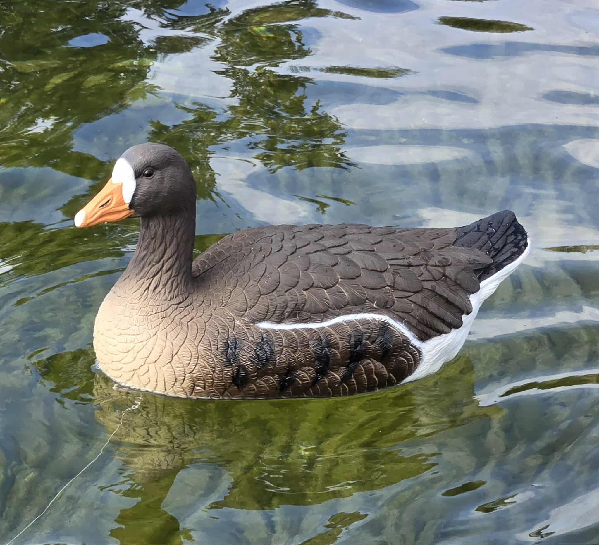 "Pre-Order Sale" PE Specklebelly Goose Floater Decoys "Per 6-Pack"