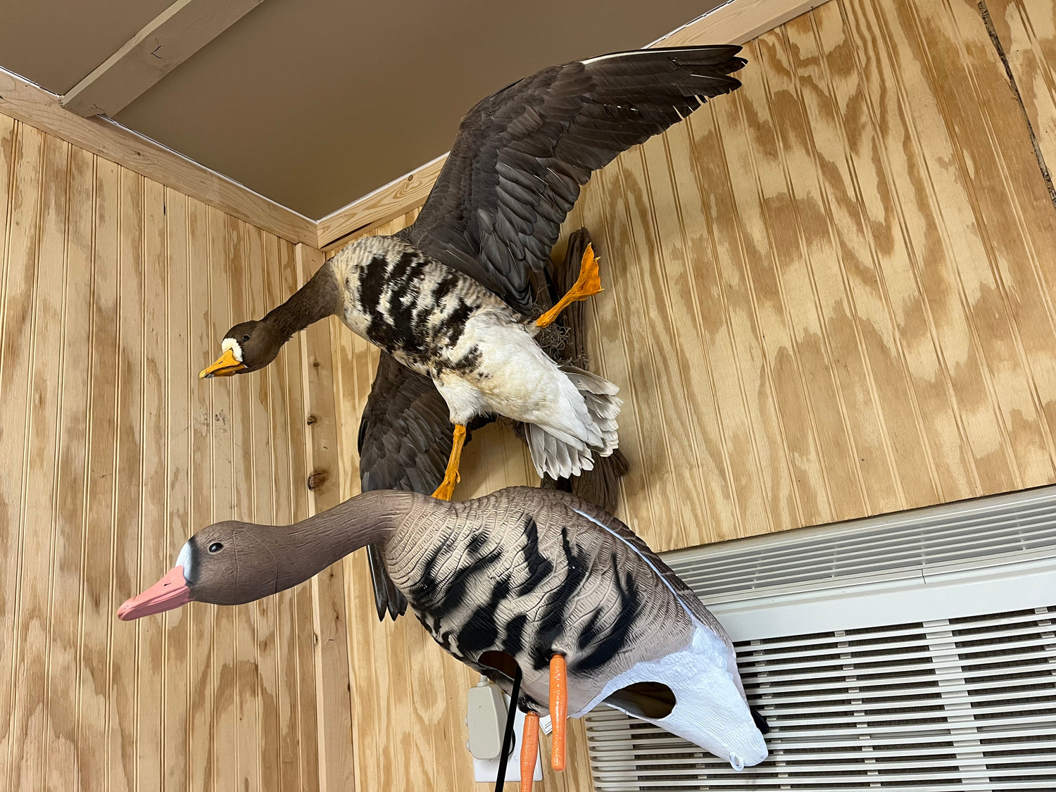 Full Body Specklebelly Goose Decoys "EVA Plastic" "Per Dozen"