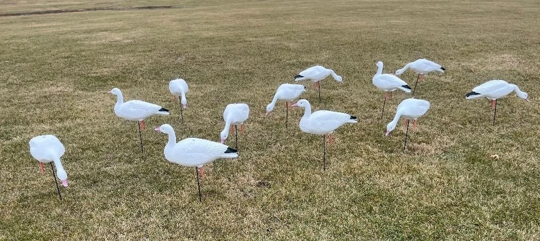 Full Body Snow Goose Decoys "EVA Plastic" (flexible body) - “Per Dozen”