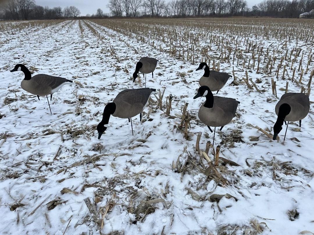 Canada Goose Decoys