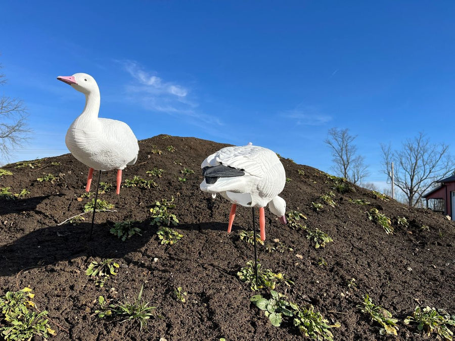 Full Body Snow Goose Decoys "EVA Plastic" (flexible body) - “Per Dozen